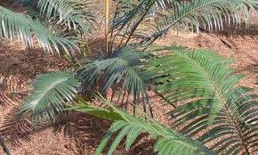 Cycas edentata