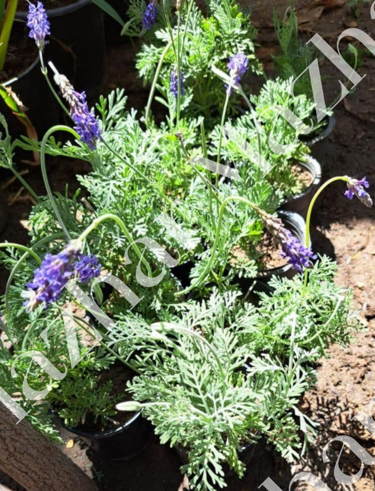 Lavandula pinnata