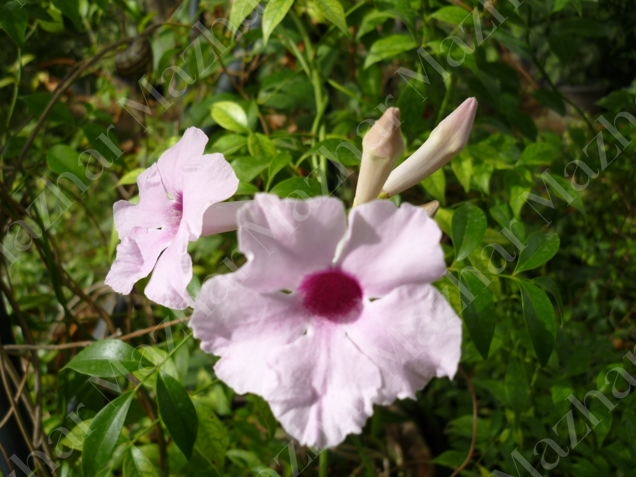 Pandorea jasminoides