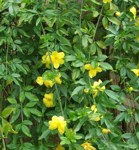 Jasminum primulinum