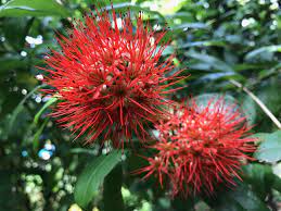 Combretum erythrophyllum