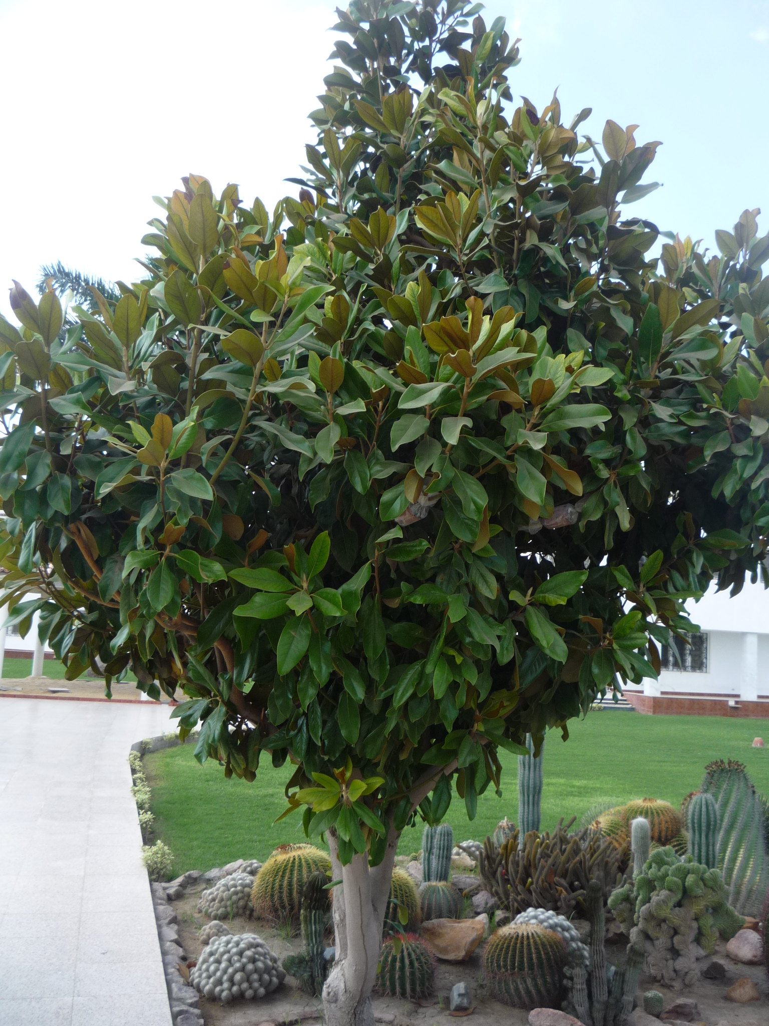 Magnolia grandiflora