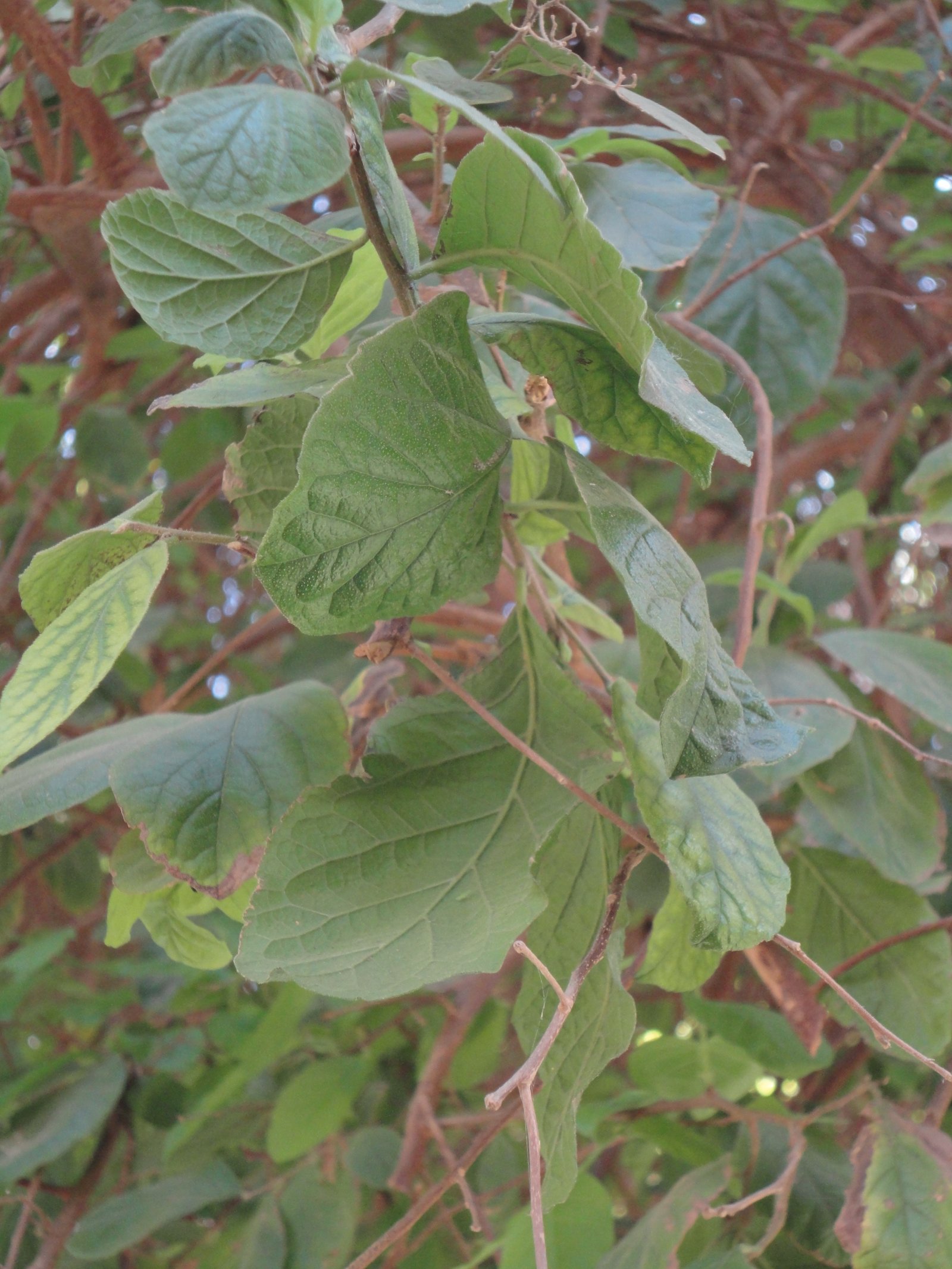 Ehretia anacua - Mazhar Botanic Garden