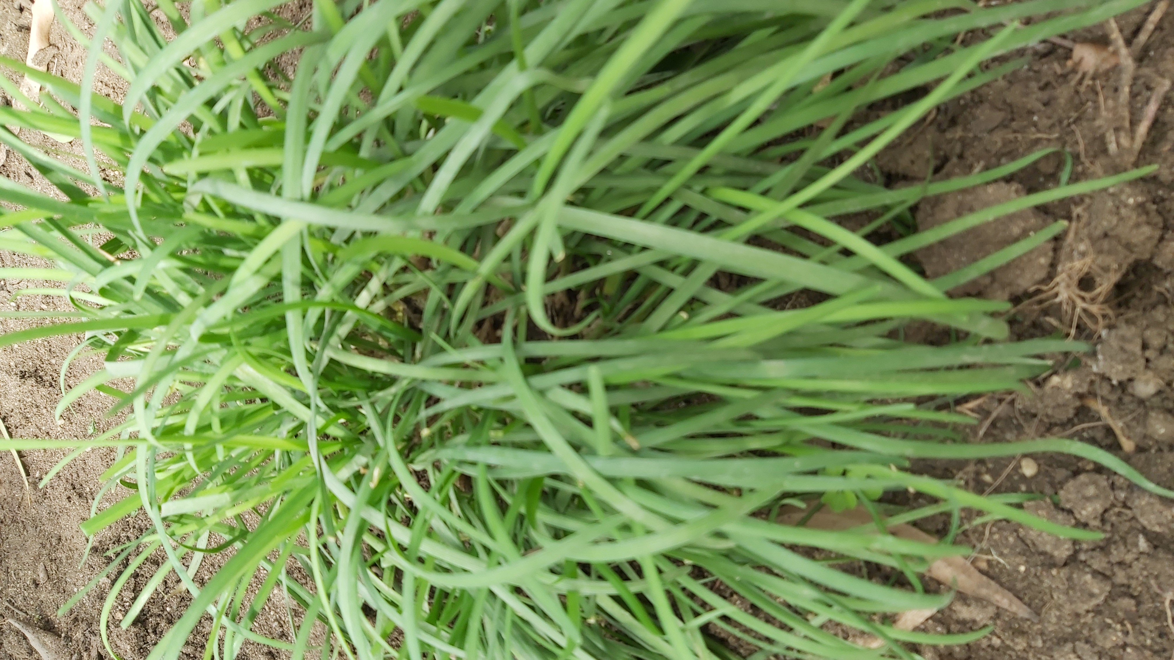 Allium schoenoprasum