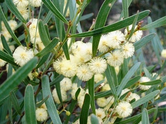 Acacia stricta