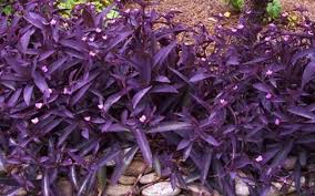 Tradescantia pallida