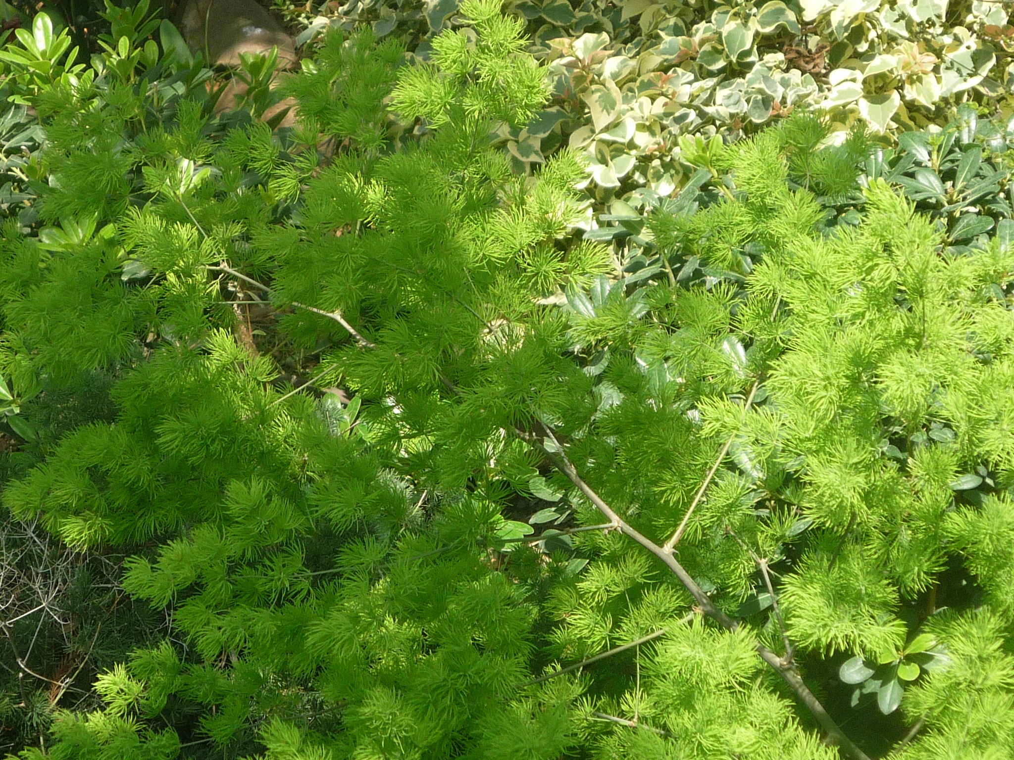 Asparagus densiflorus