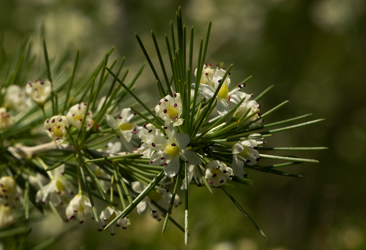 Asparagus laricinus