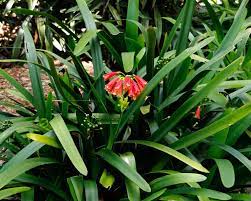 Clivia cyrtanthiflora