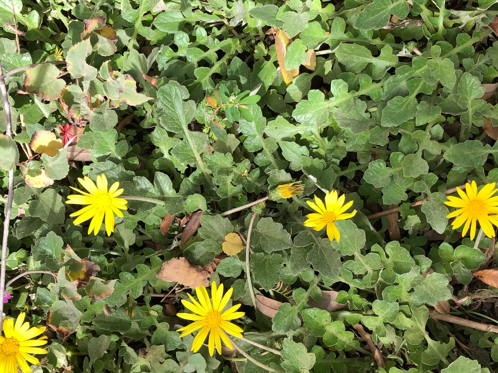 Arctotheca calendula