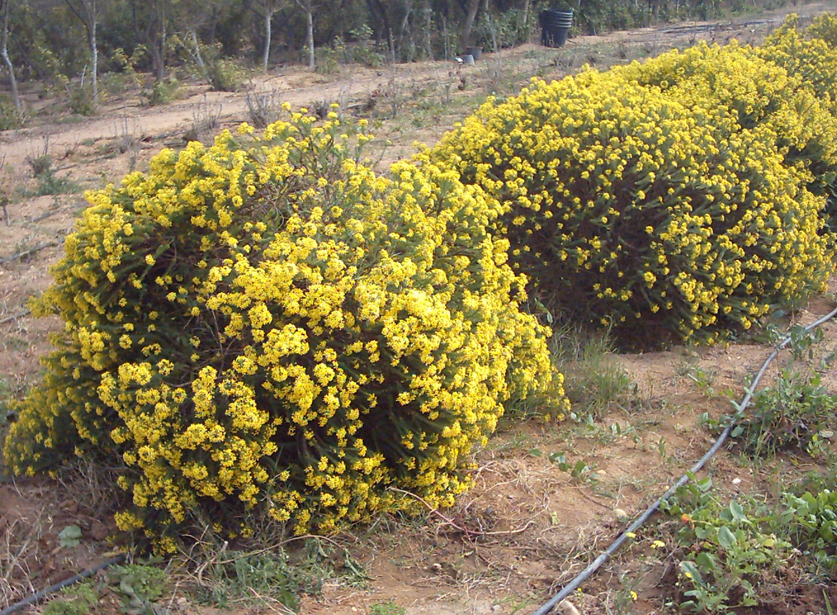 Euryops virgineus