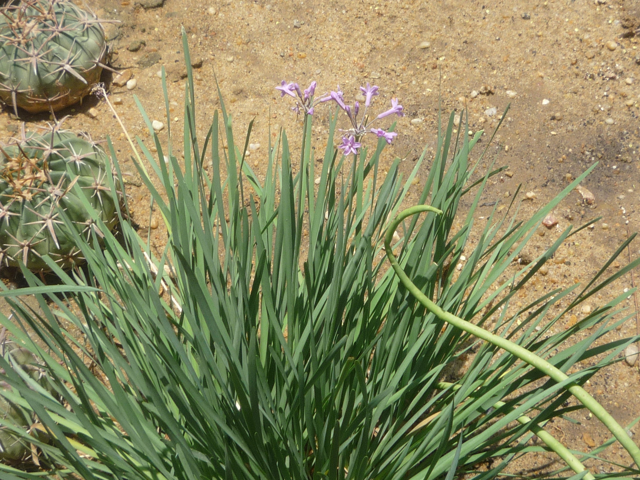 Tulbagia violacea