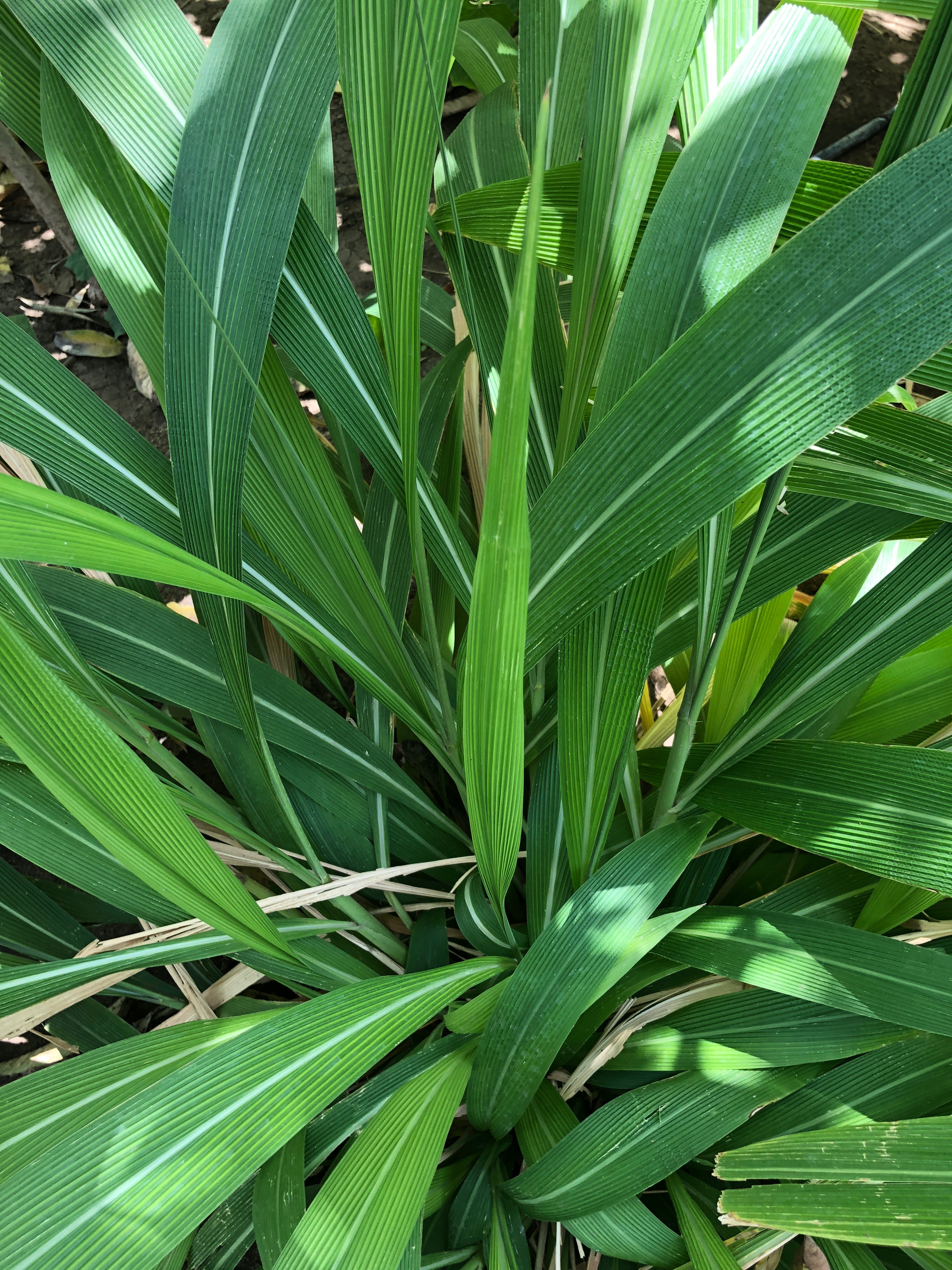 Setaria palmifolia