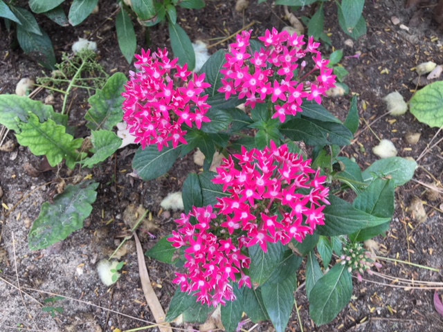 Pentas lanceolata