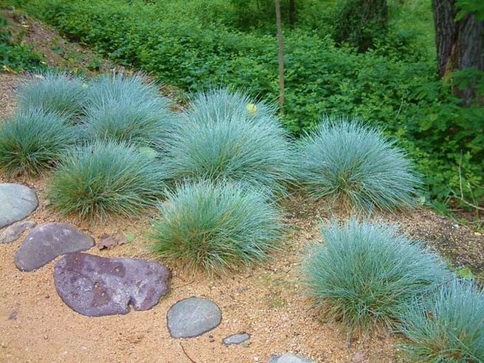 Festuca glauca