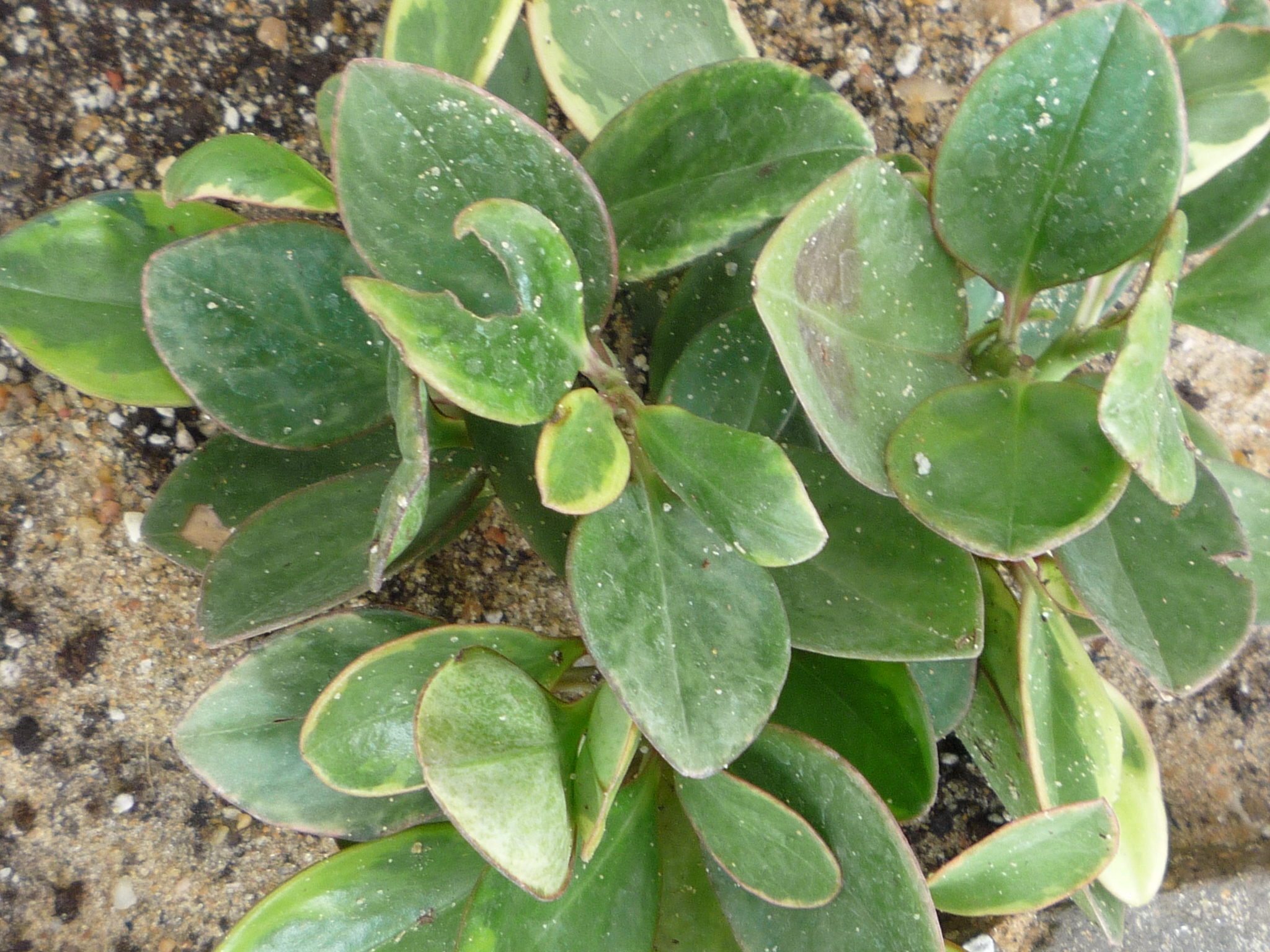 Peperomia obtusifolia