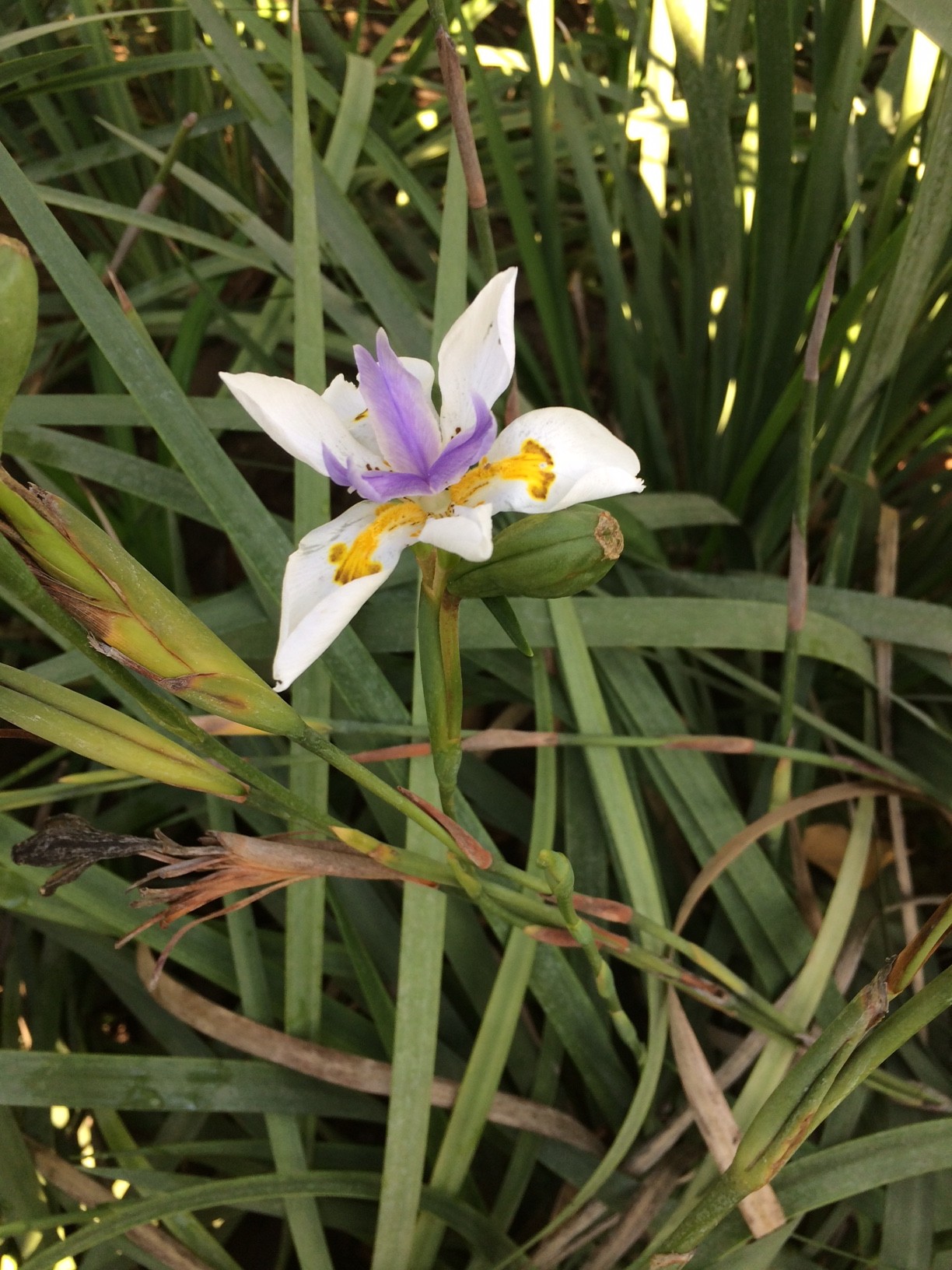 Dietes grandiflora