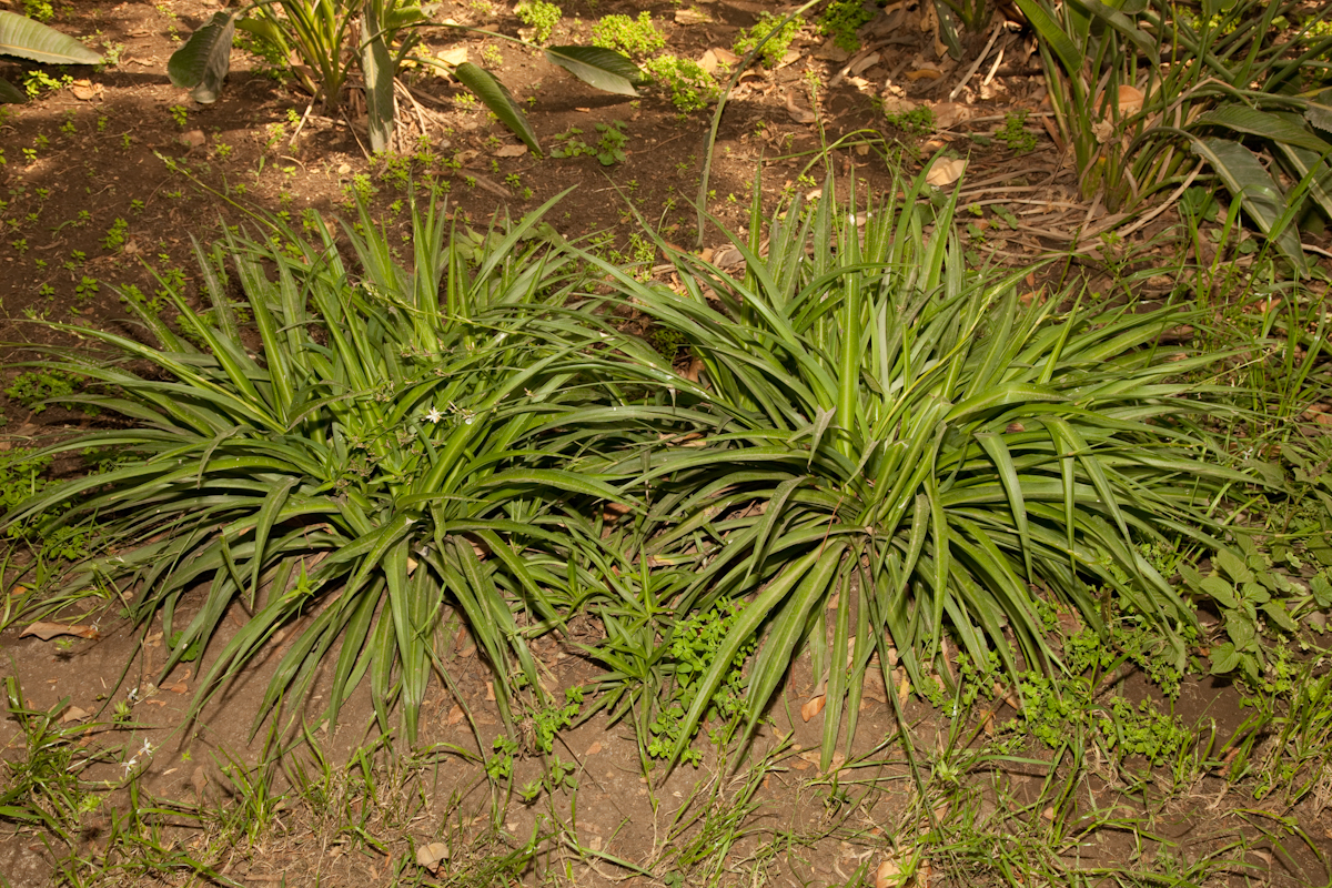 Chlorophytum comosum