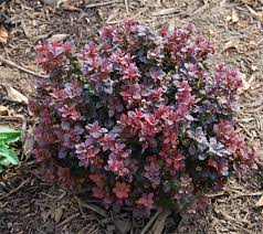 Berberis thunbergii