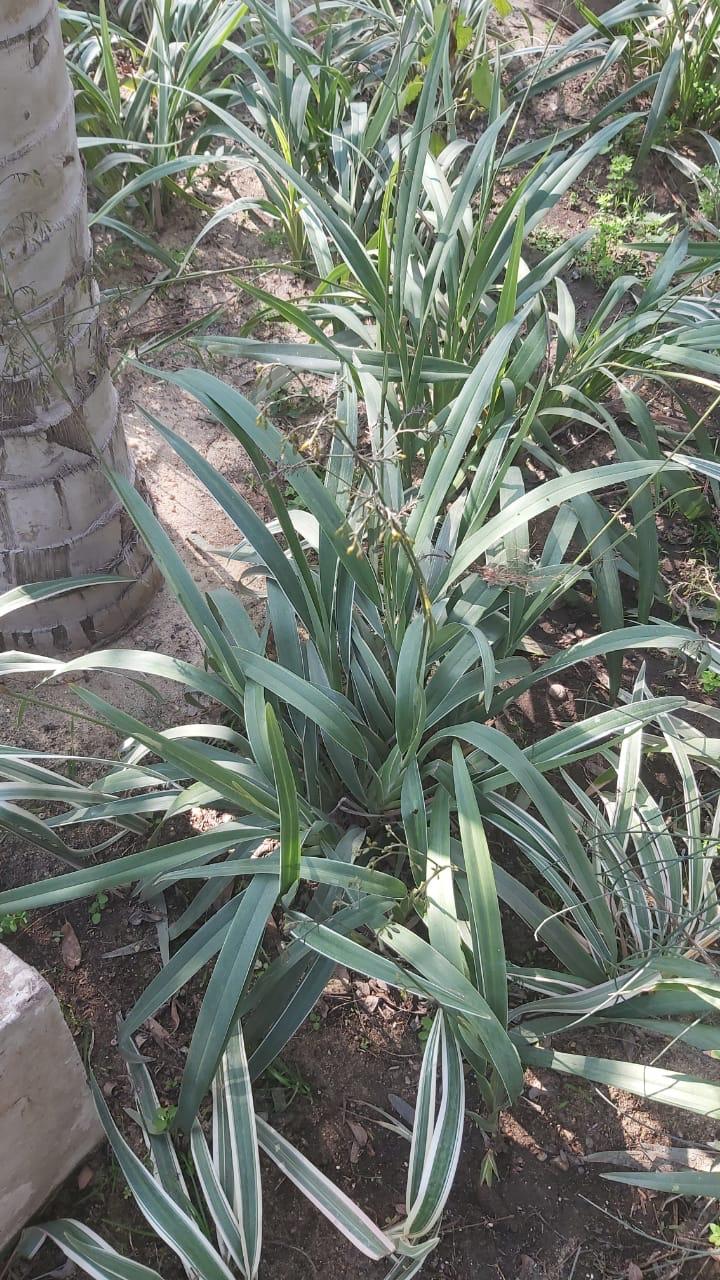 Dianella tasmanica