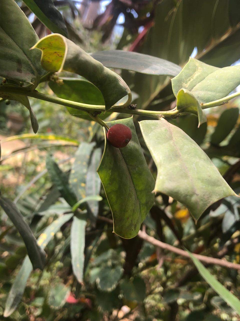 Ilex aquifolium