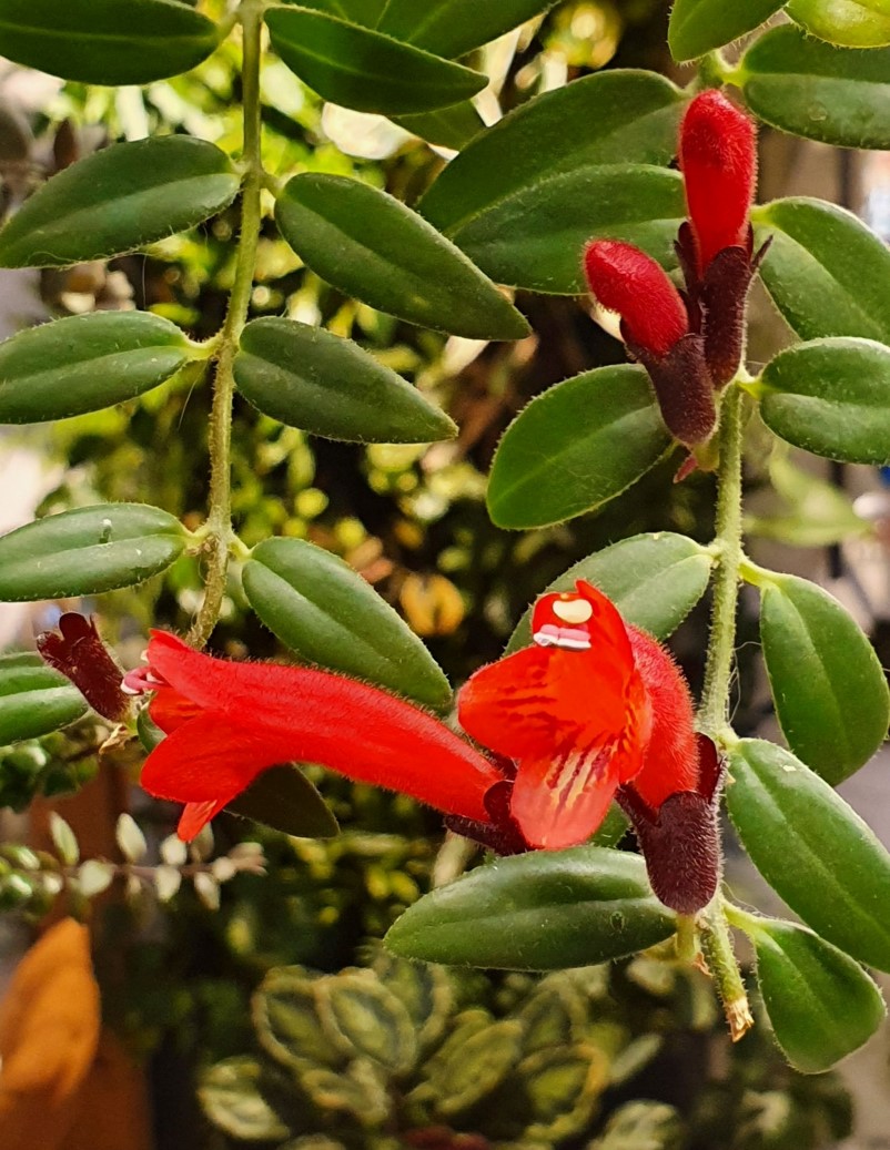 Aeschynanthus radicans