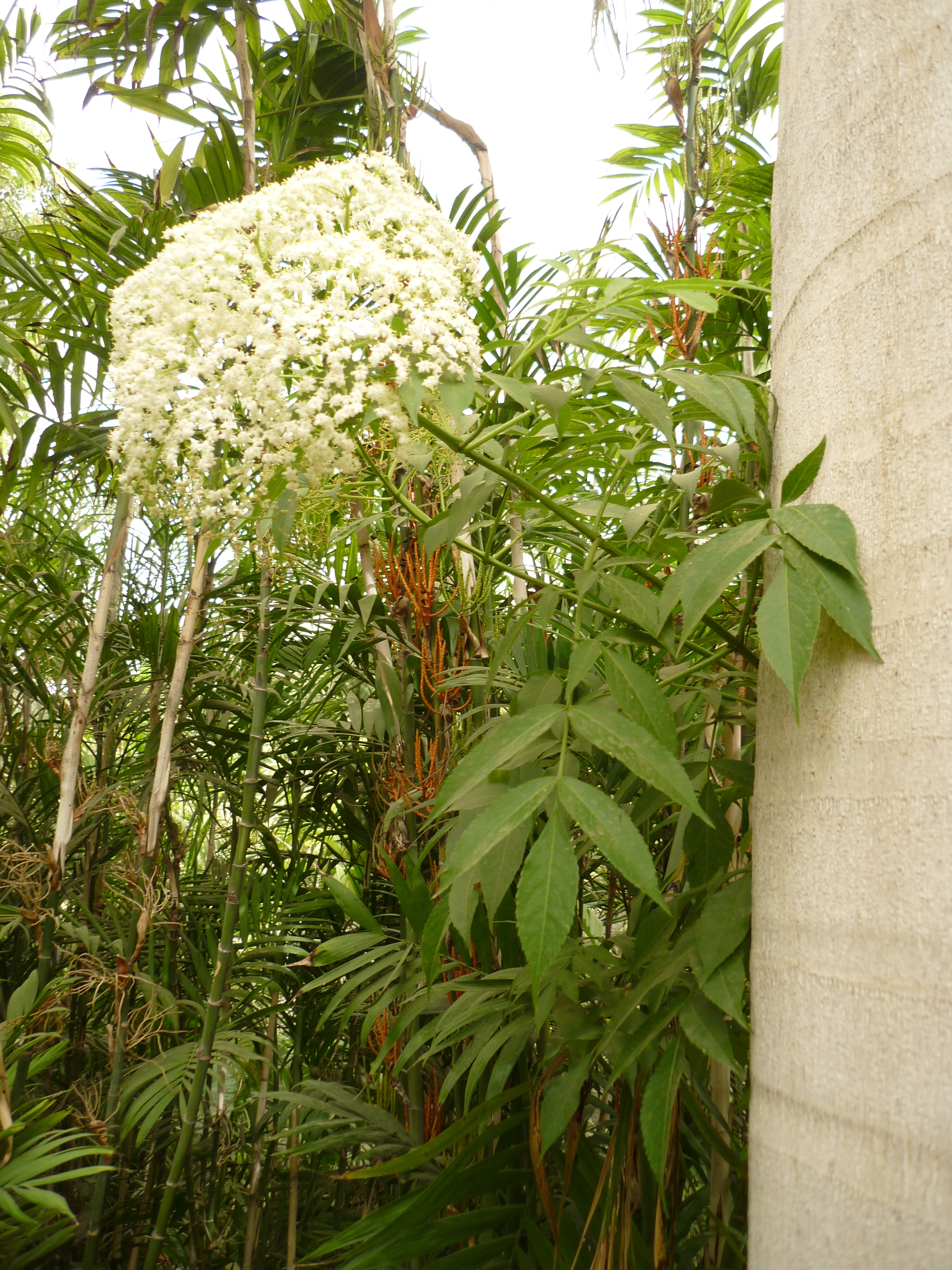 Sambucus nigra