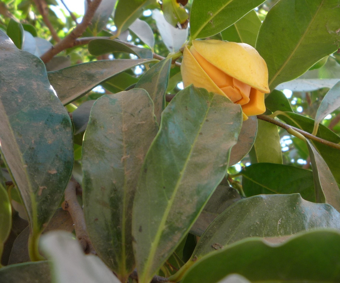 Annona muricata