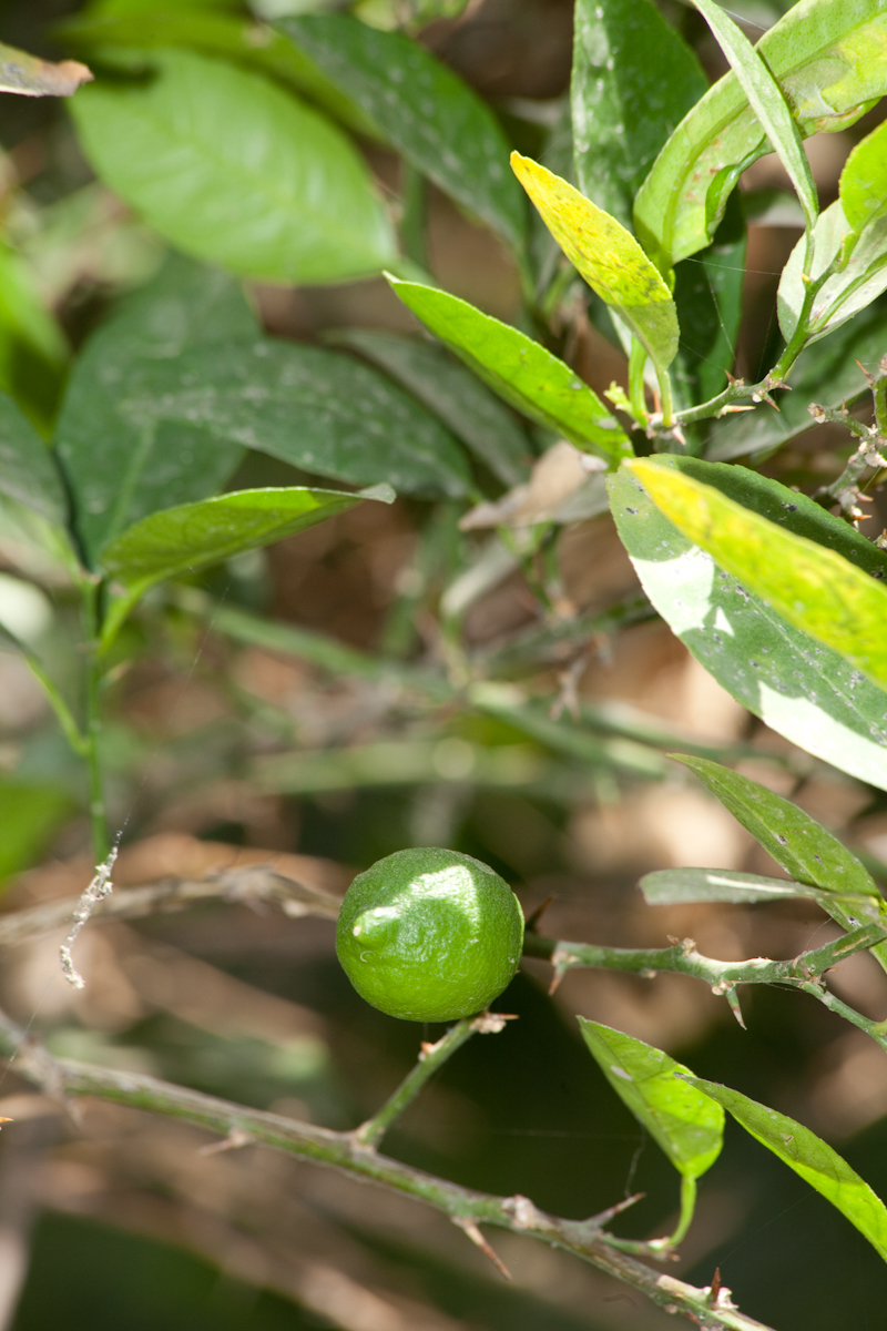 Citrus aurantiifolia