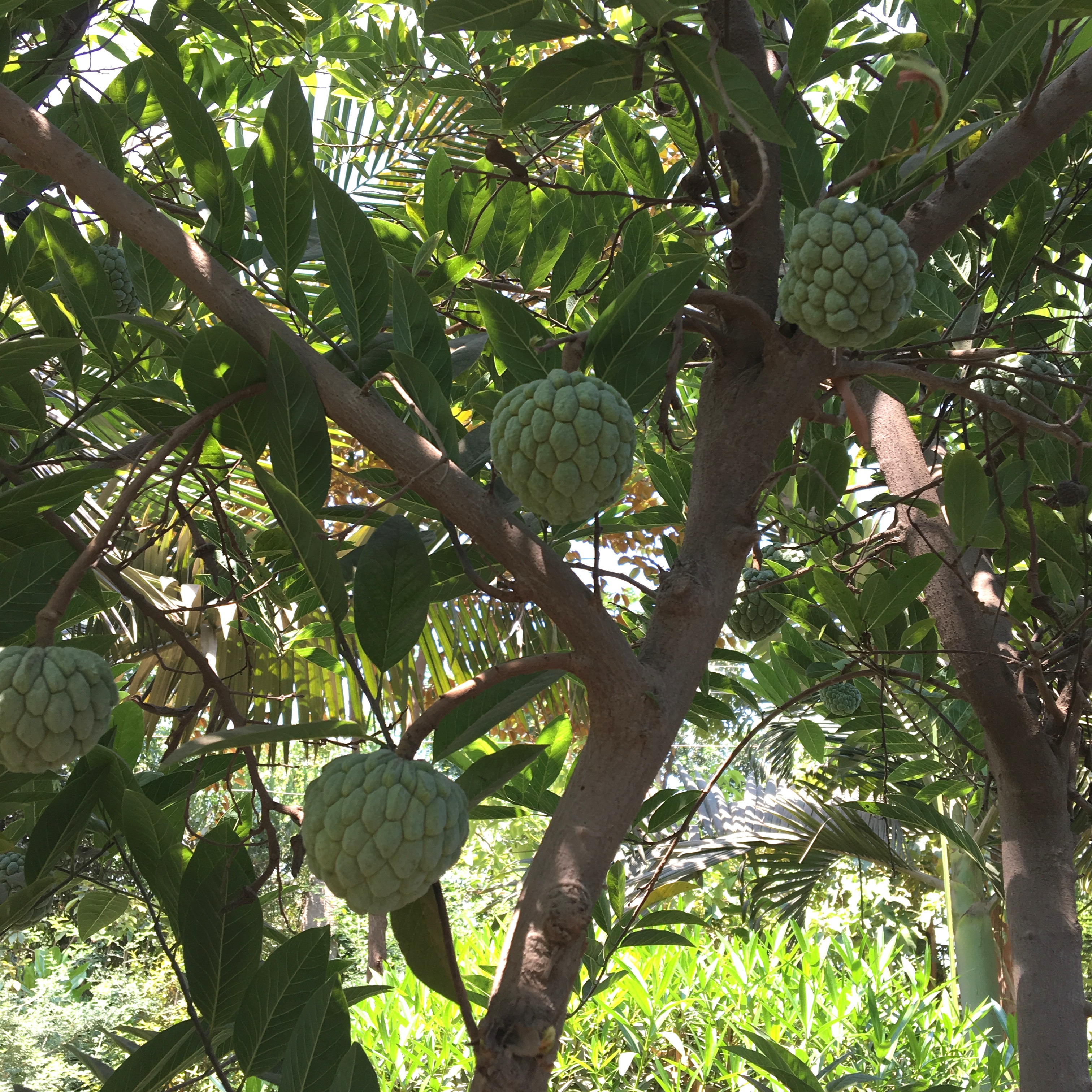 Annona squamosa