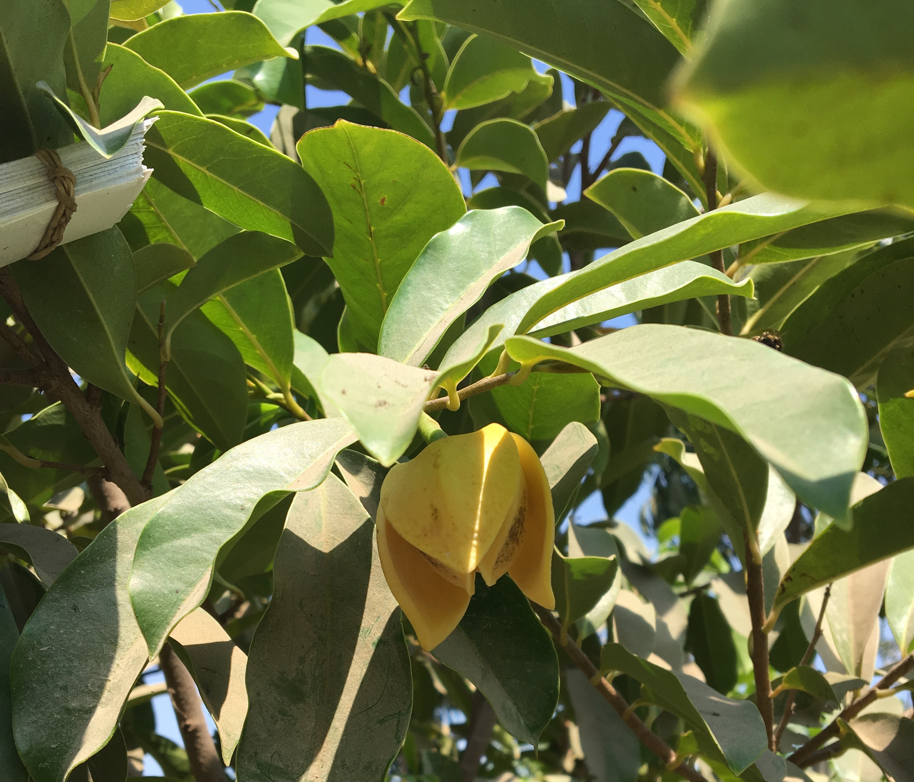 Annona glabra