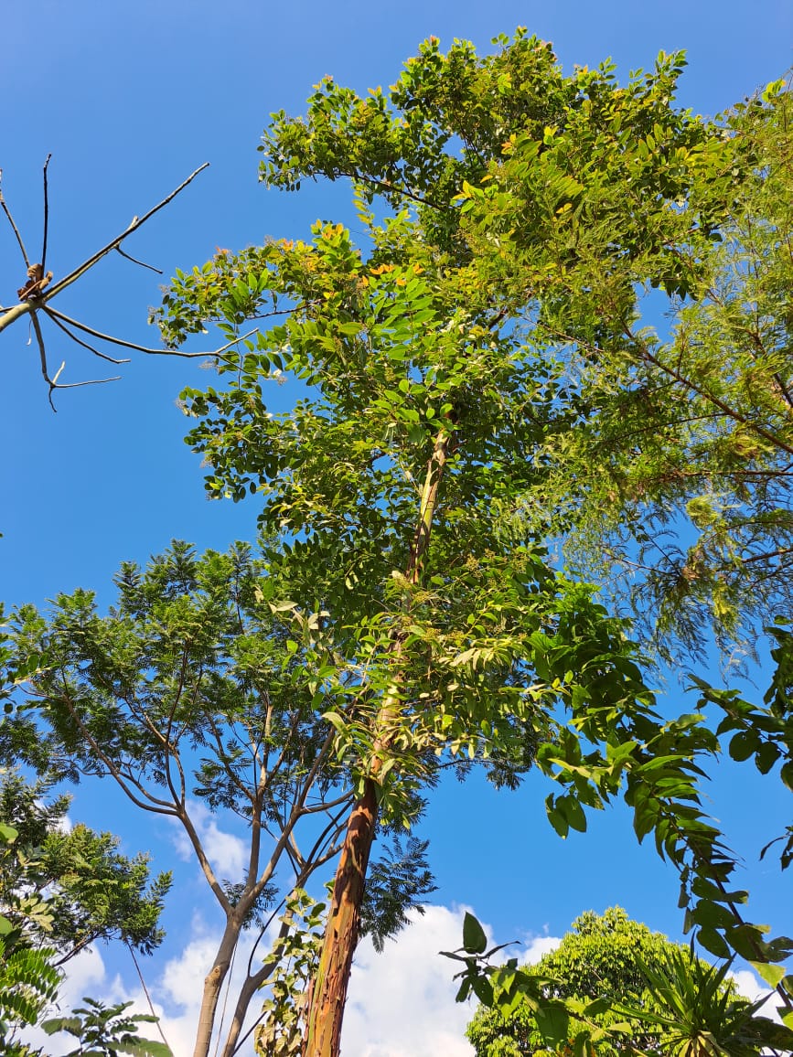 Eucalyptus deglupta