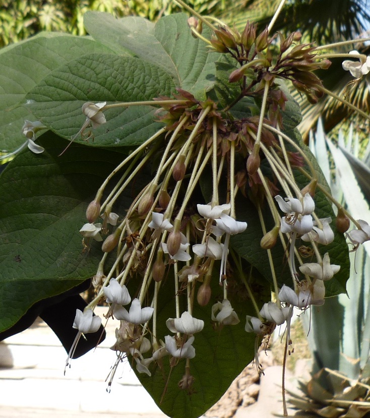 Clerodendrum trichotomum