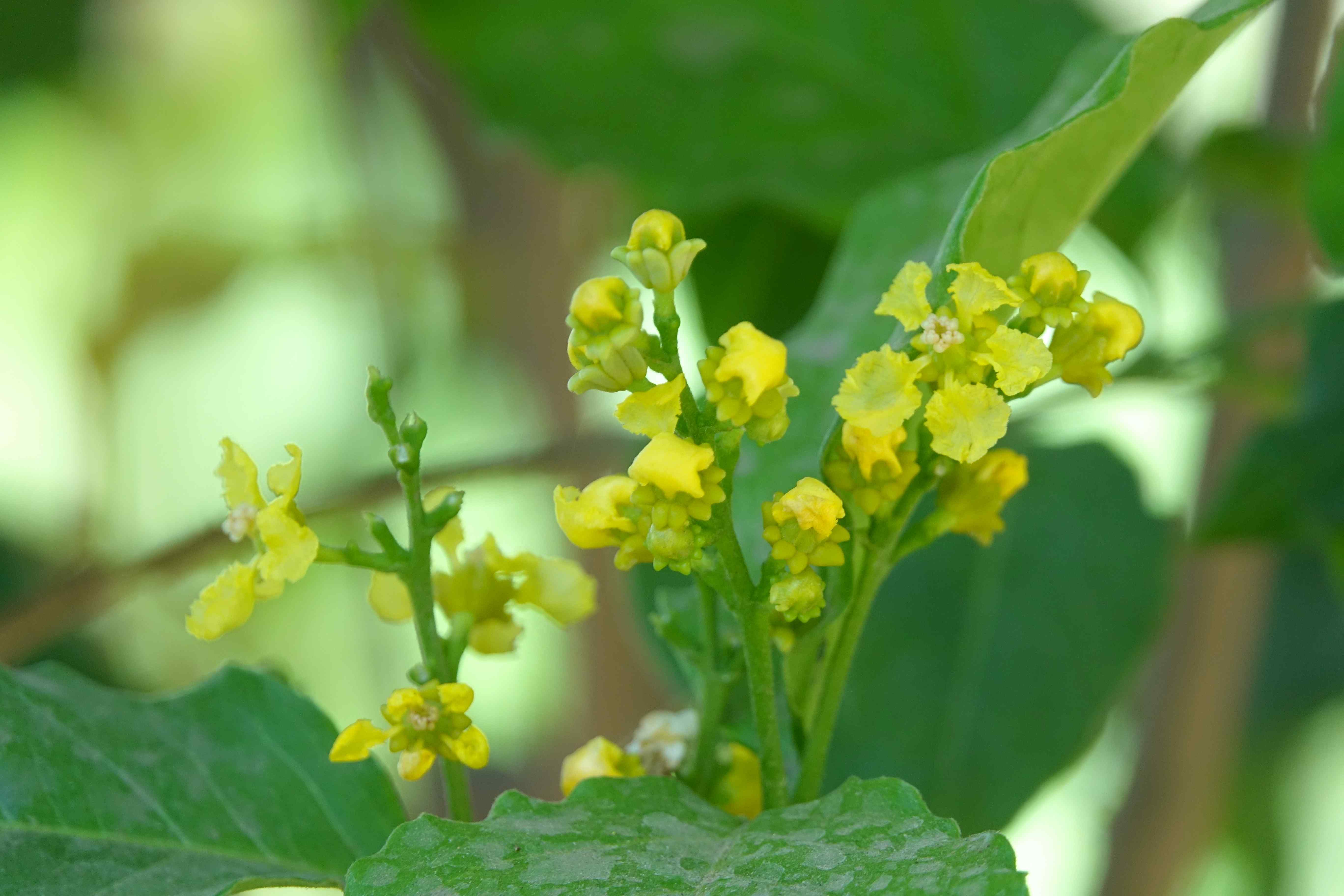 Bunchosia armeniaca