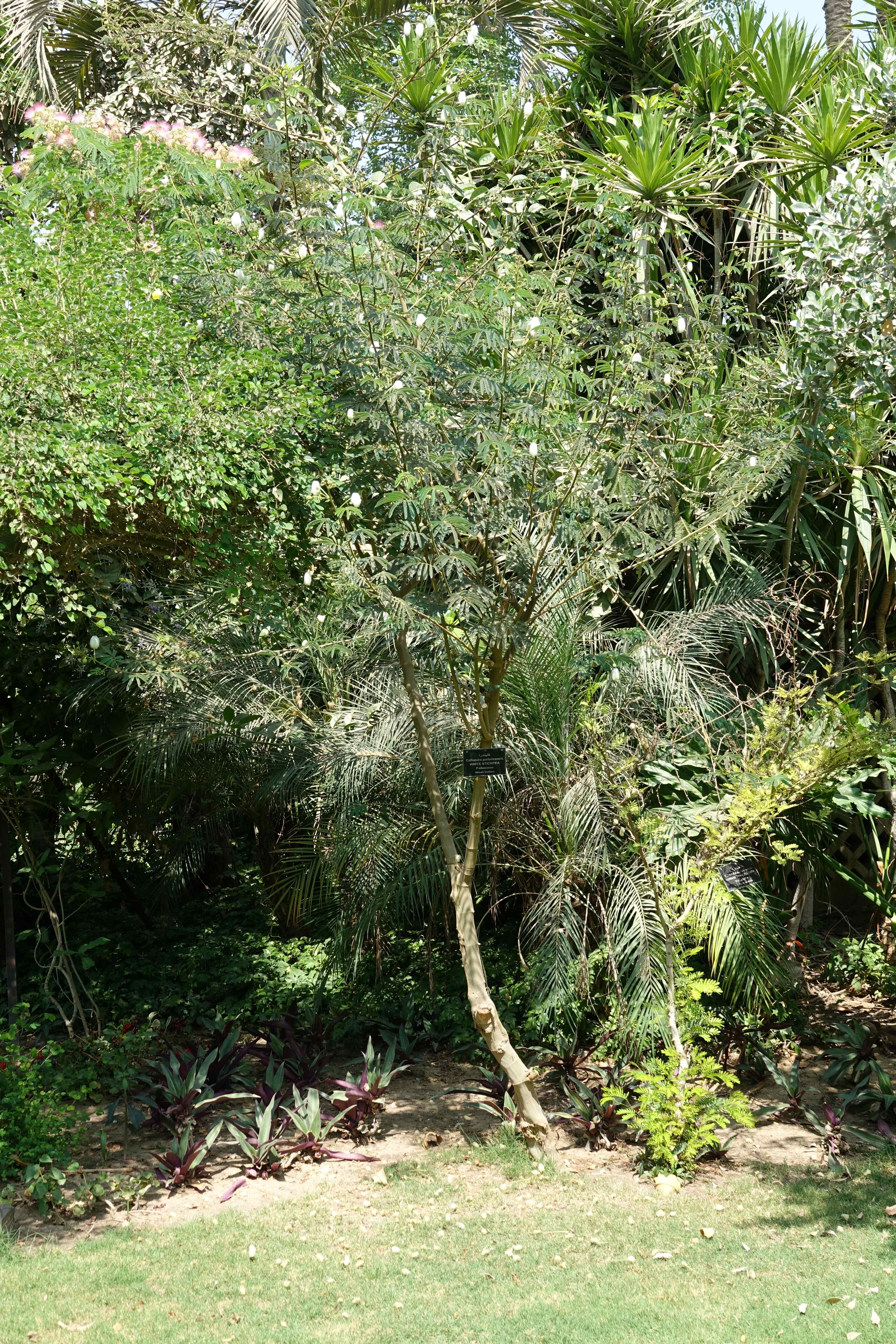 Calliandra portoricensis