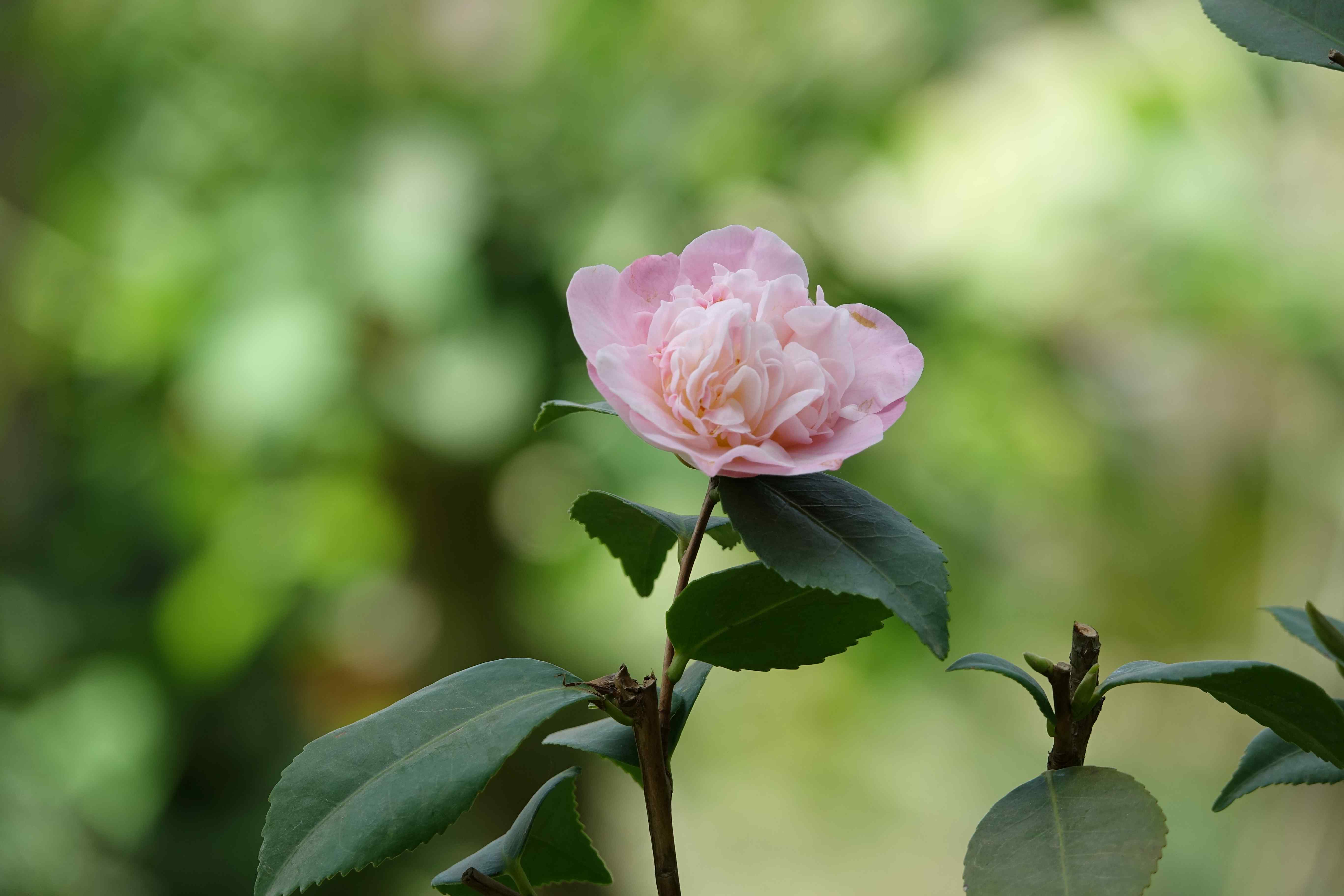 Camellia japonica