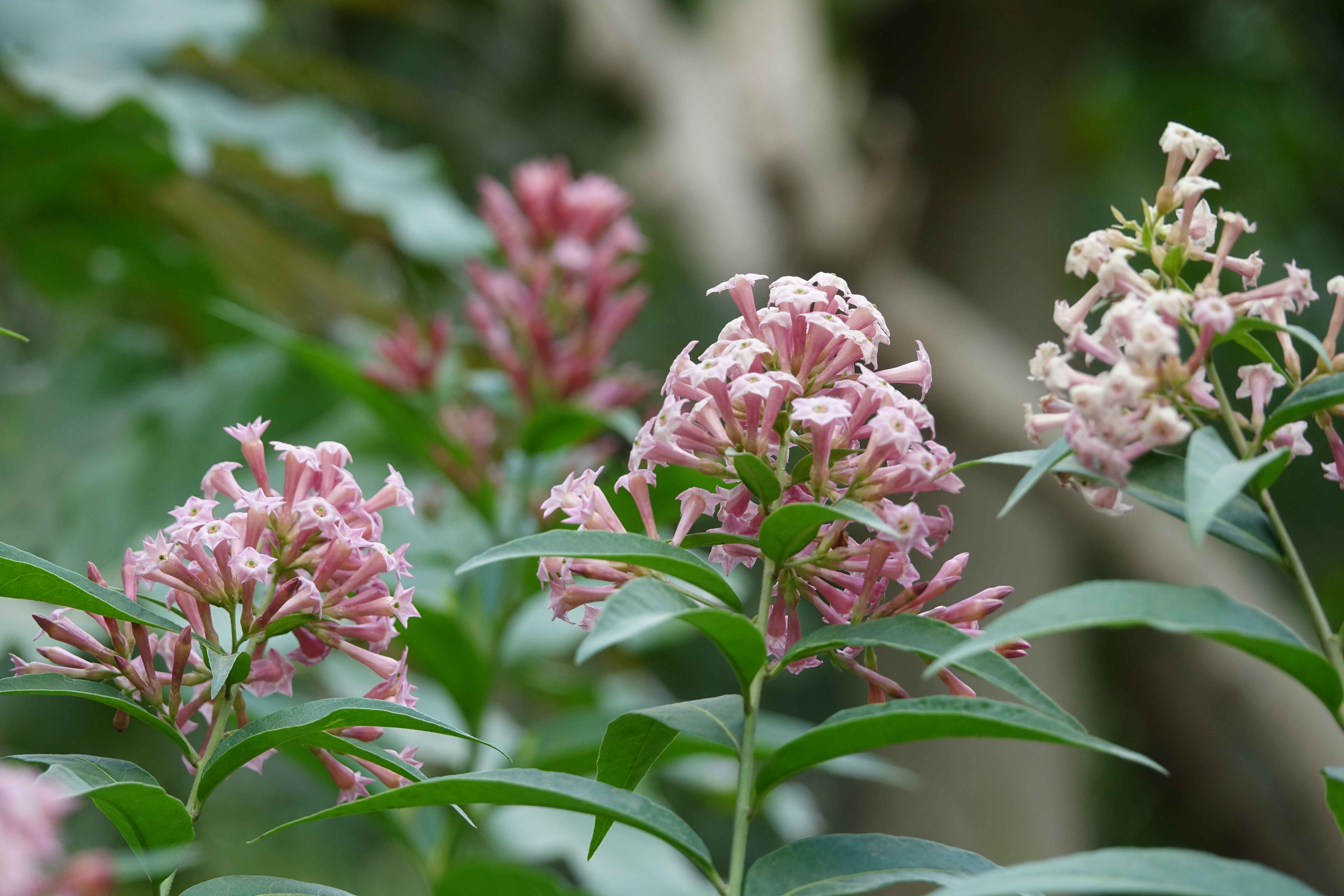 Cestrum elegans