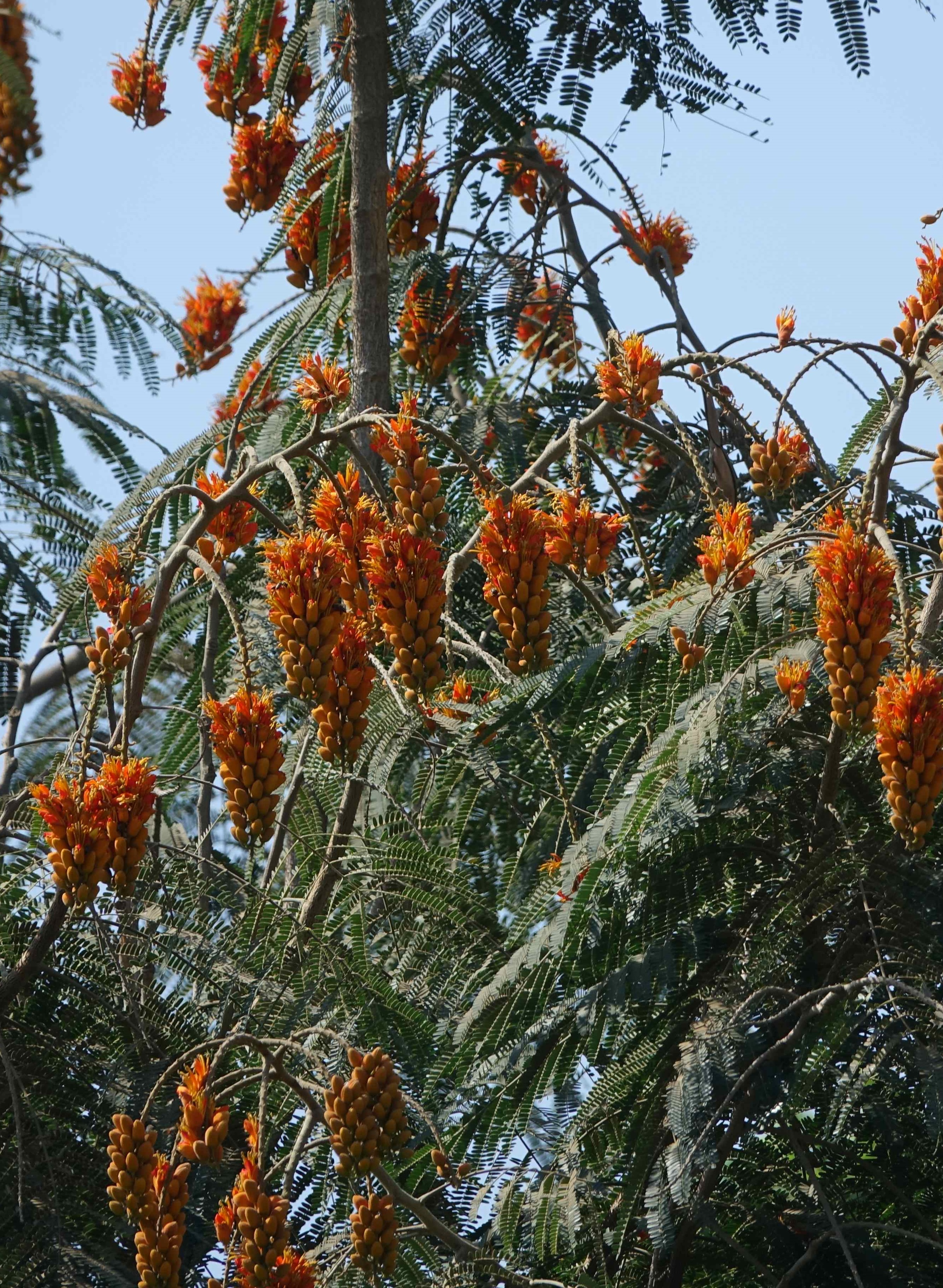 Colvillea racemosa