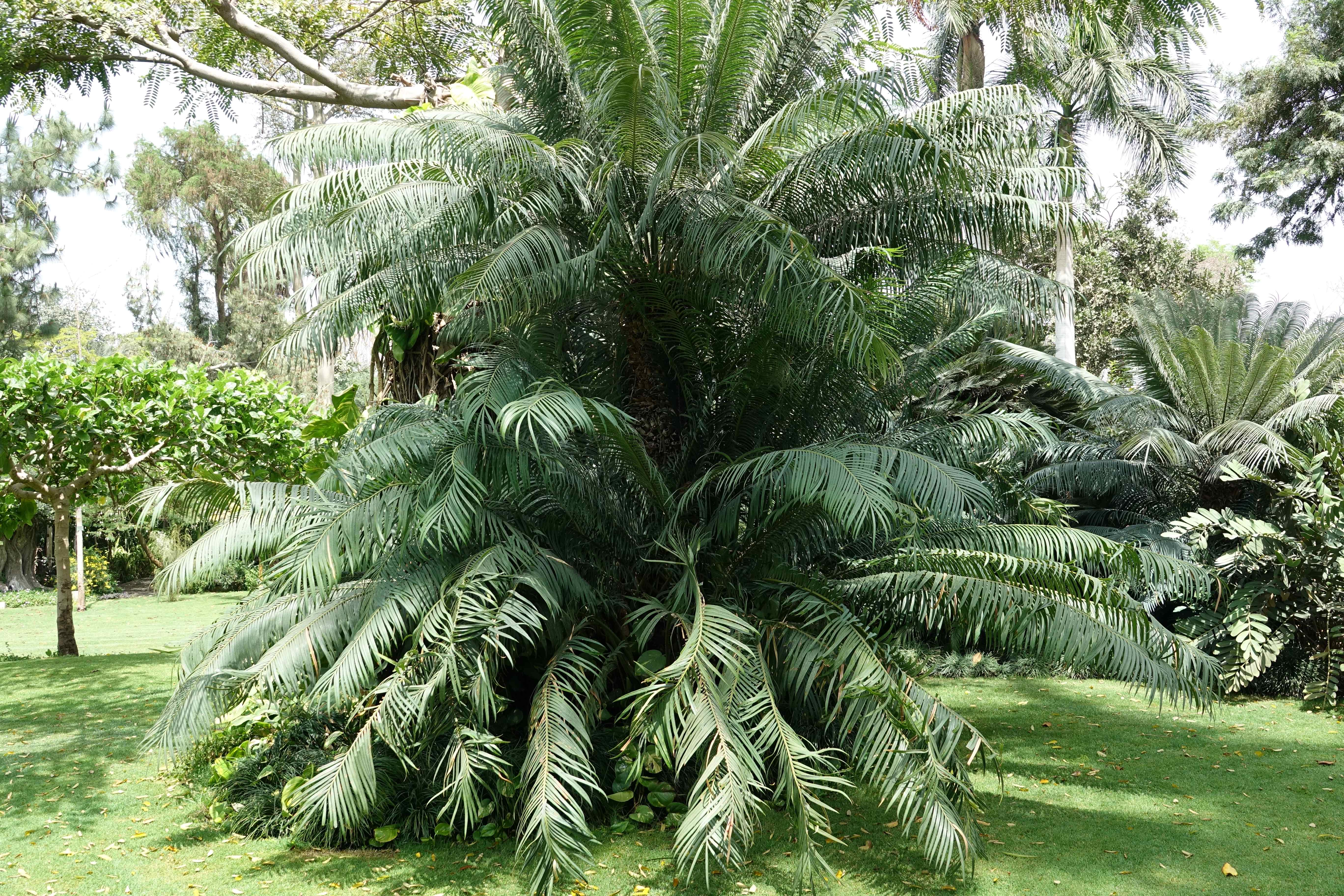 Cycas circinalis