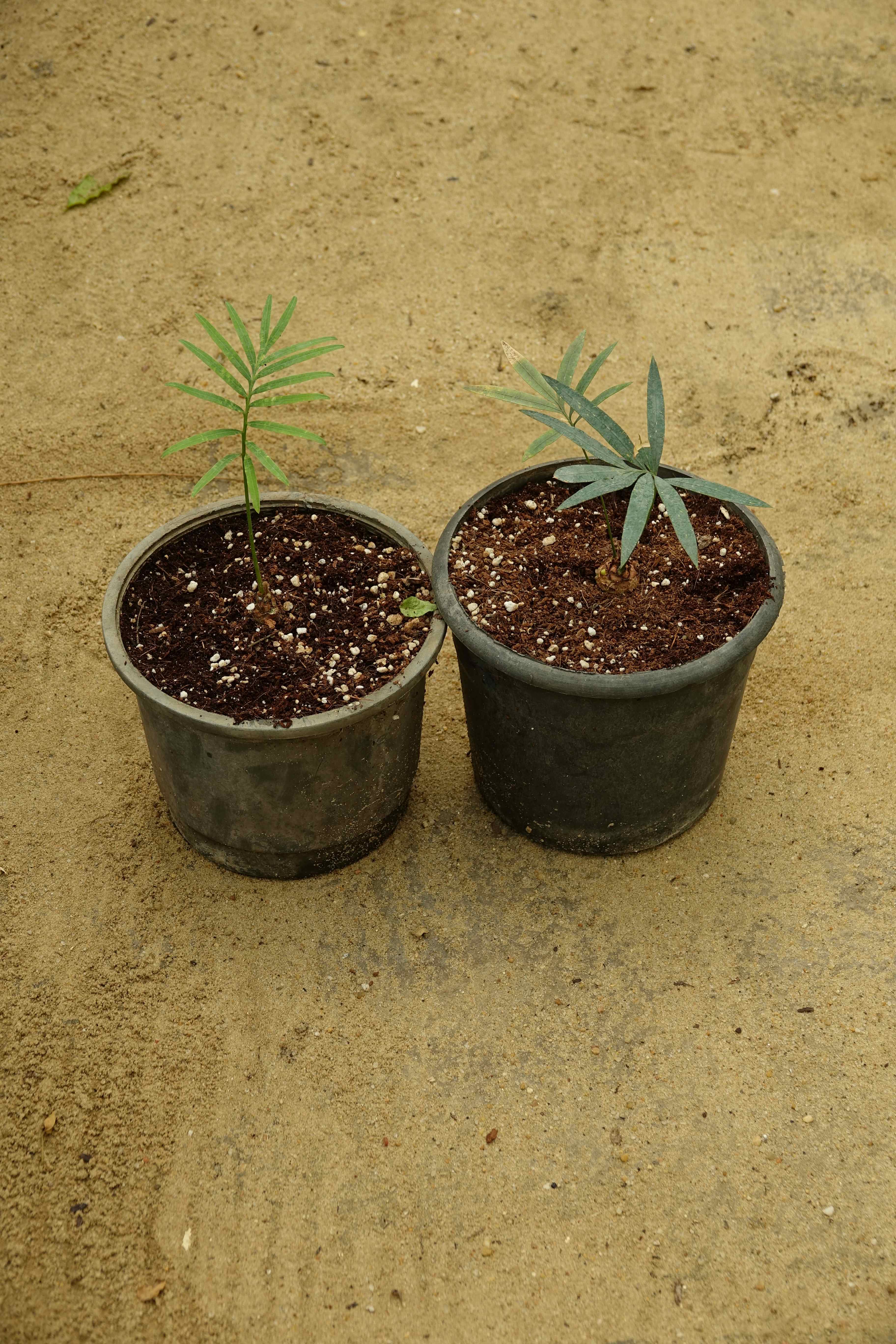 Cycas ferruginea