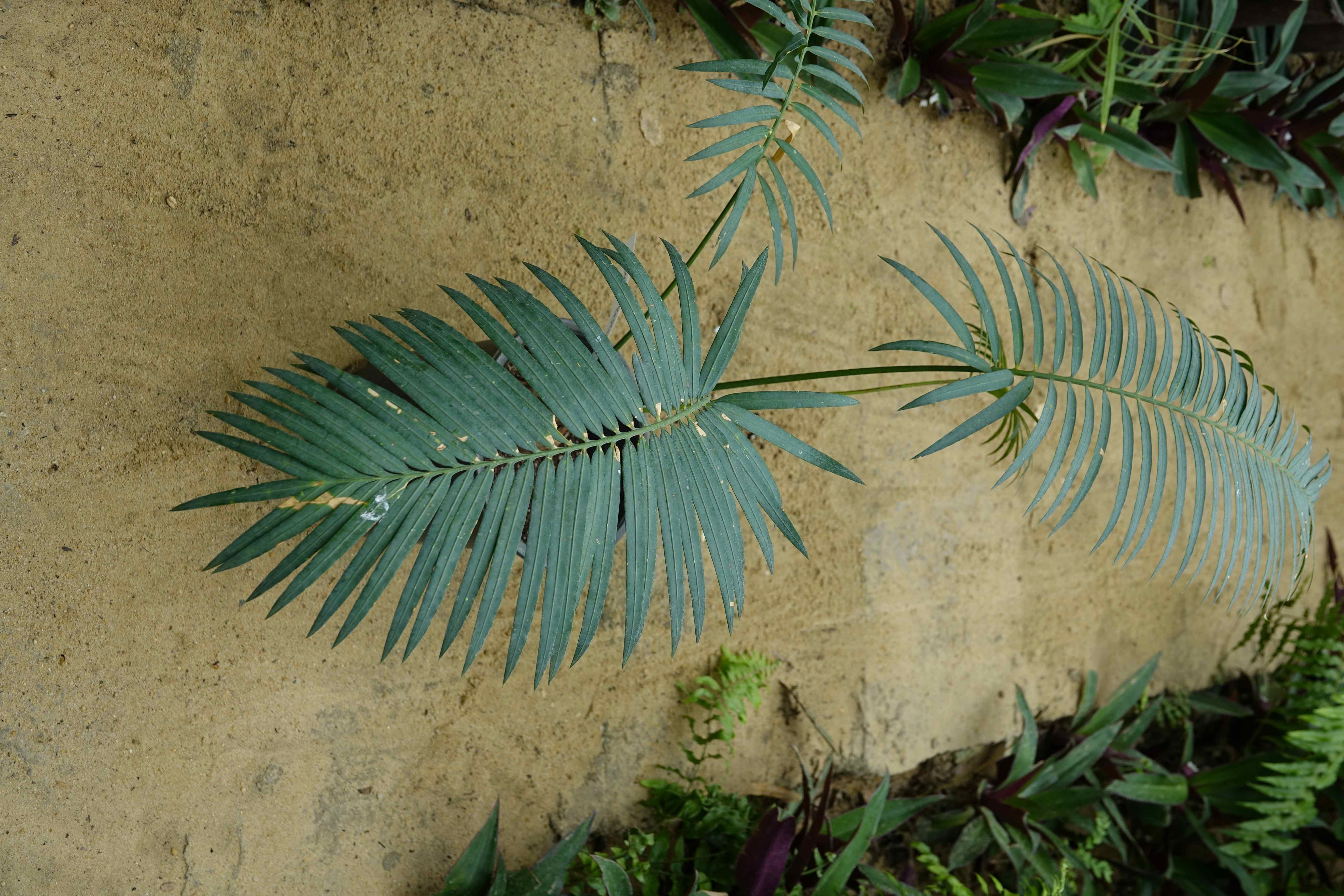 Cycas petraea