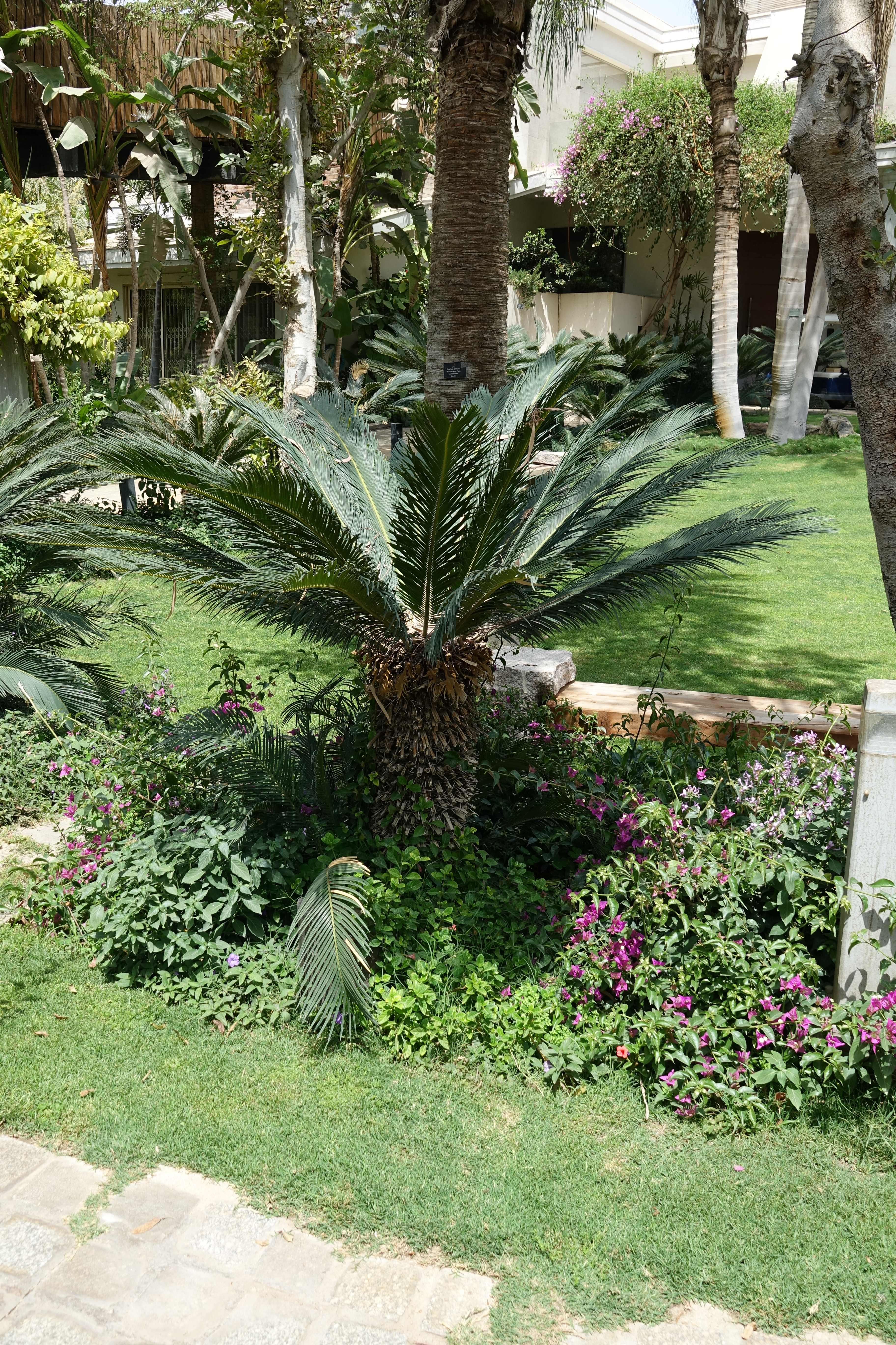 Cycas revoluta