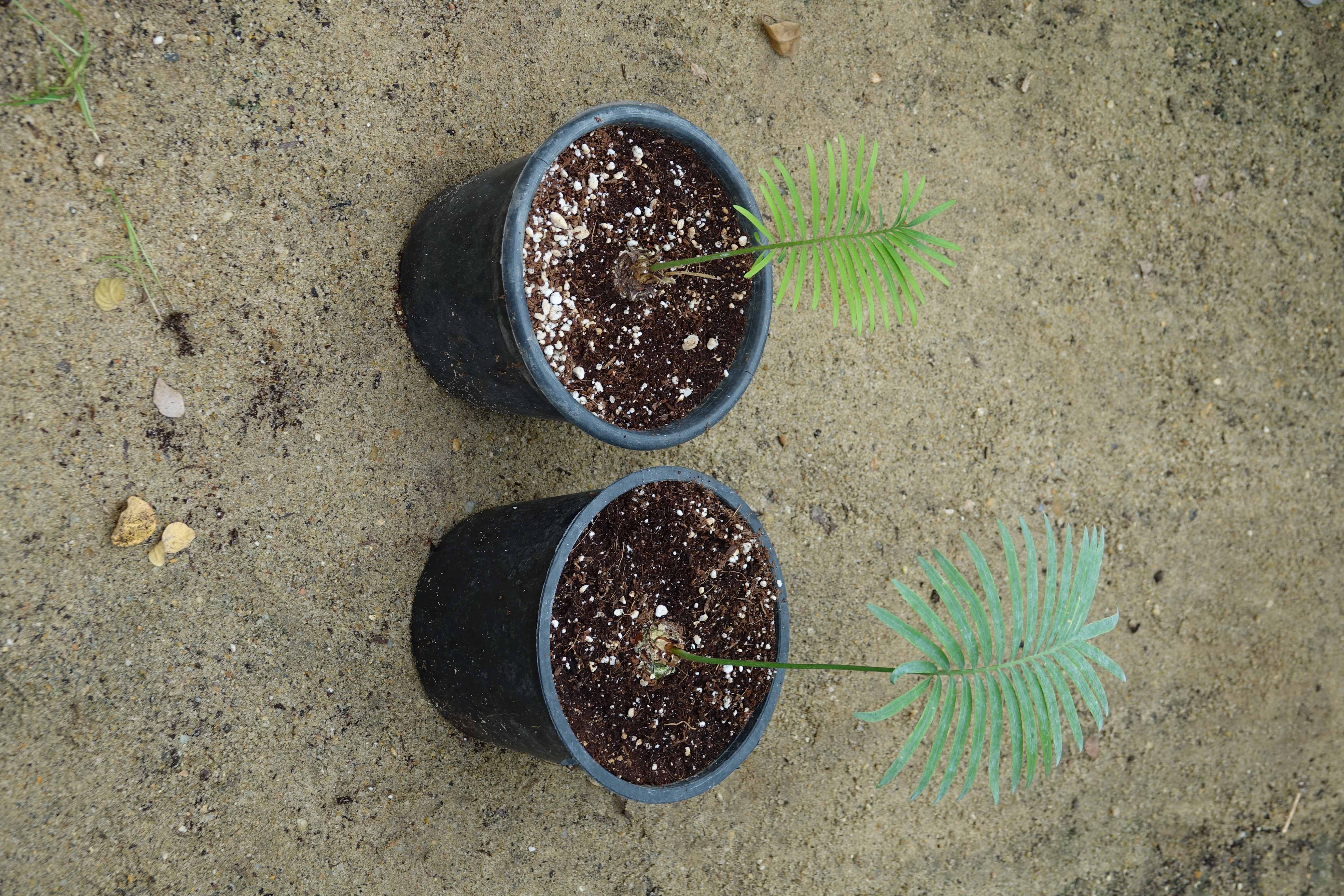 Cycas siamensis