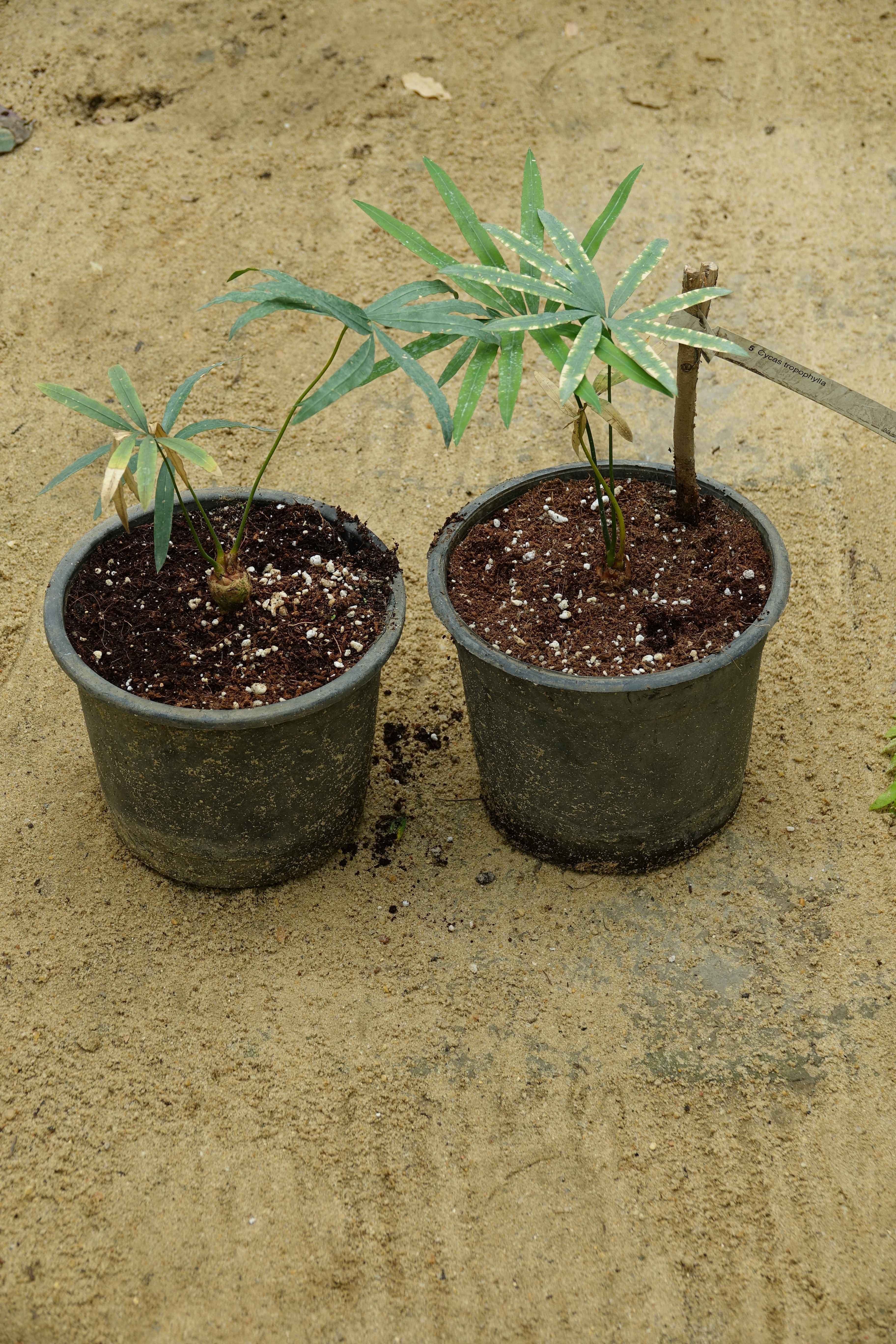 Cycas tropophylla