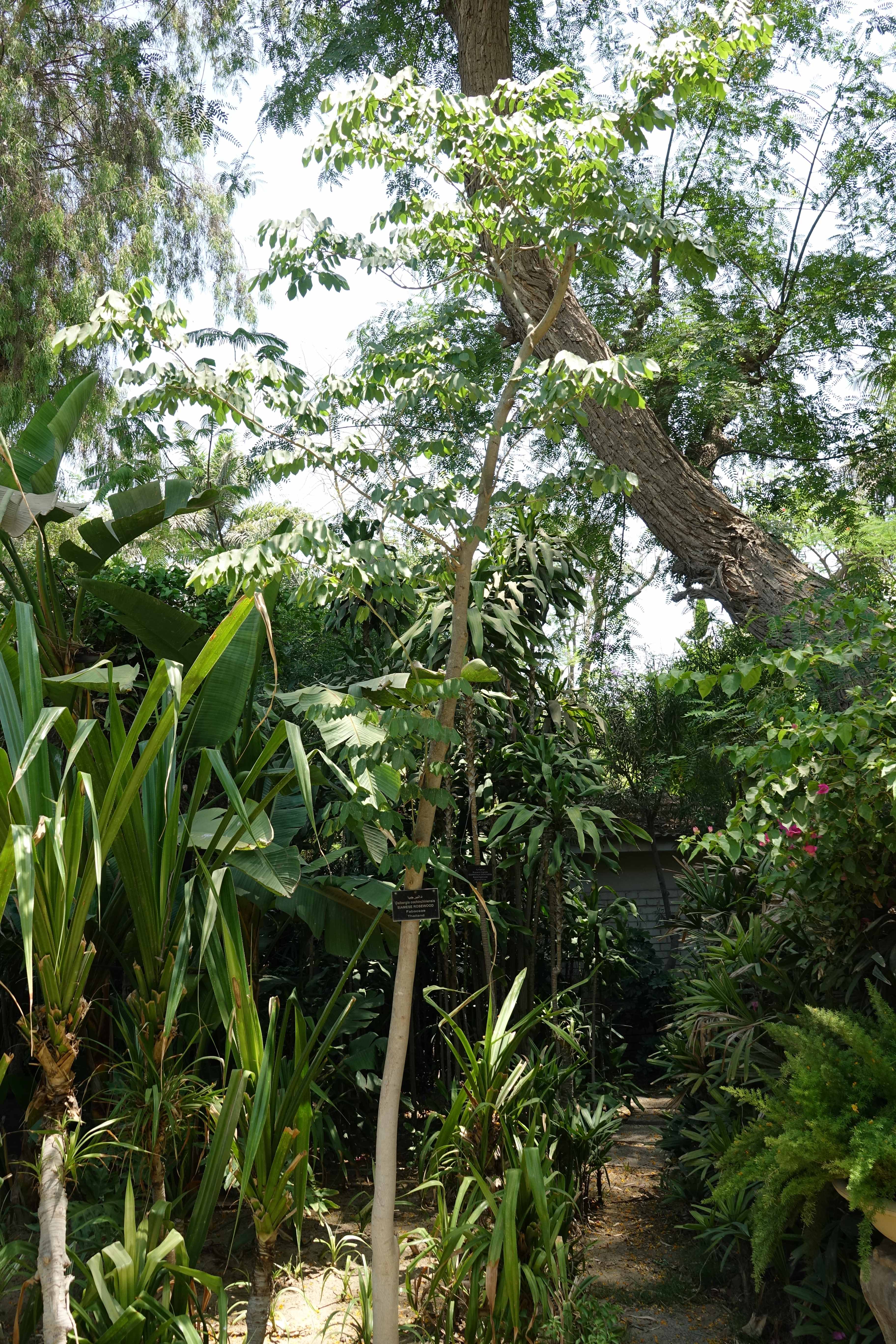 Dalbergia cochinchinensis