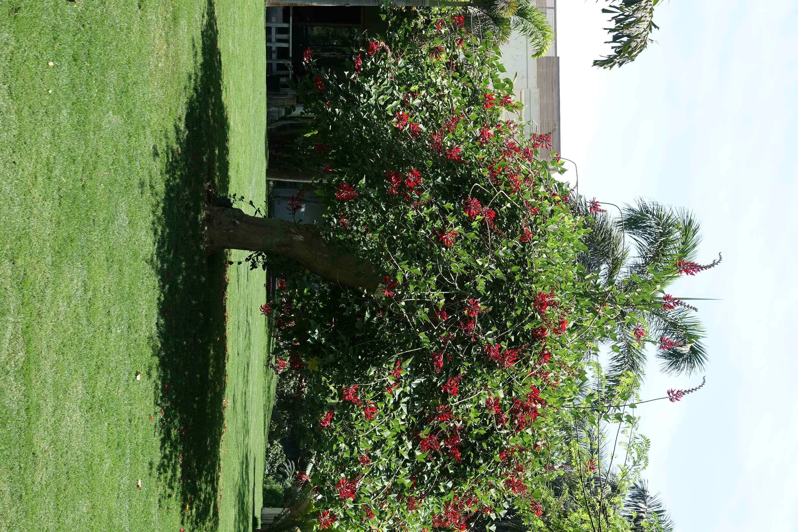 erythrina bidwillii