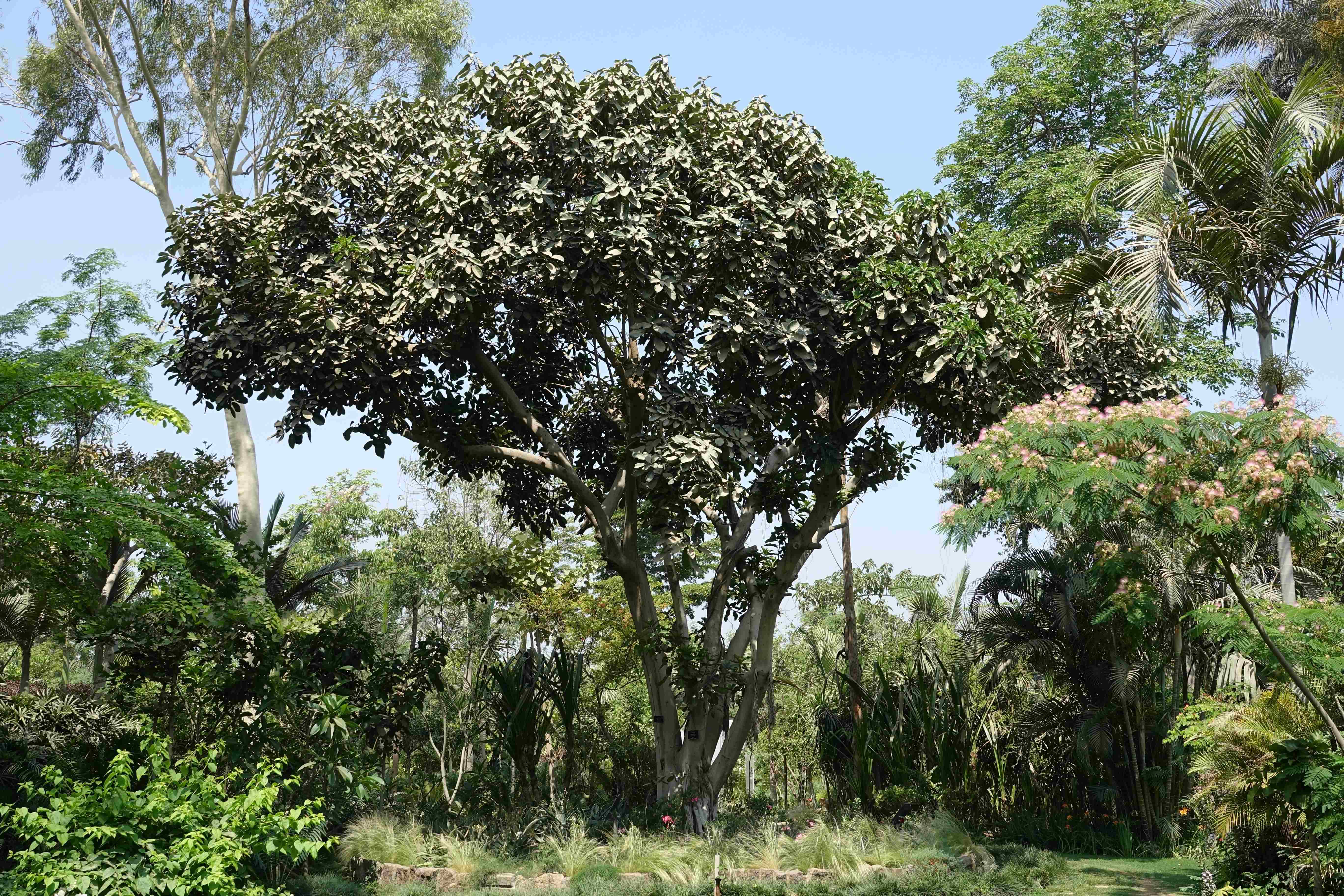 Ficus lutea