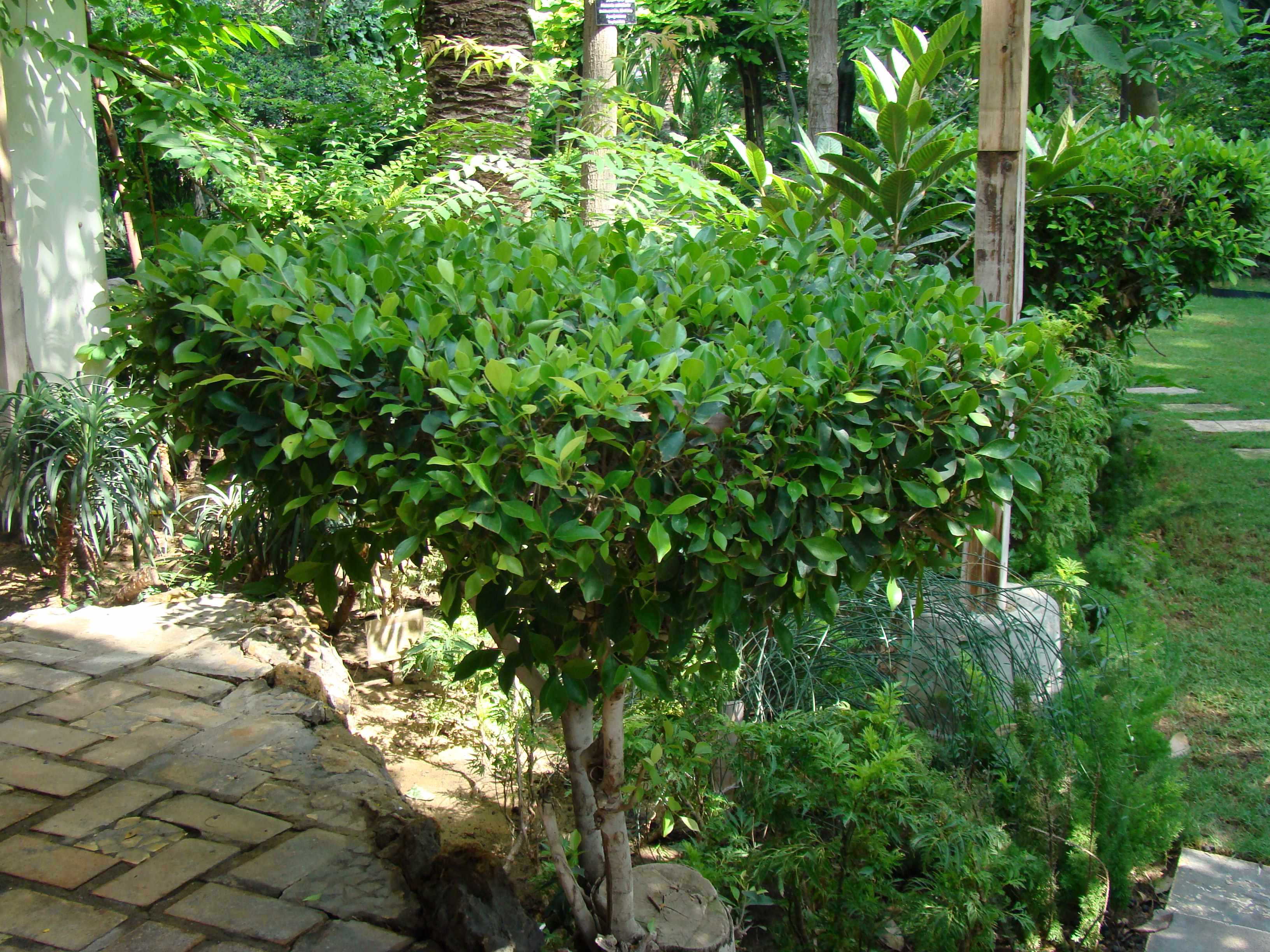 Ficus microcarpa