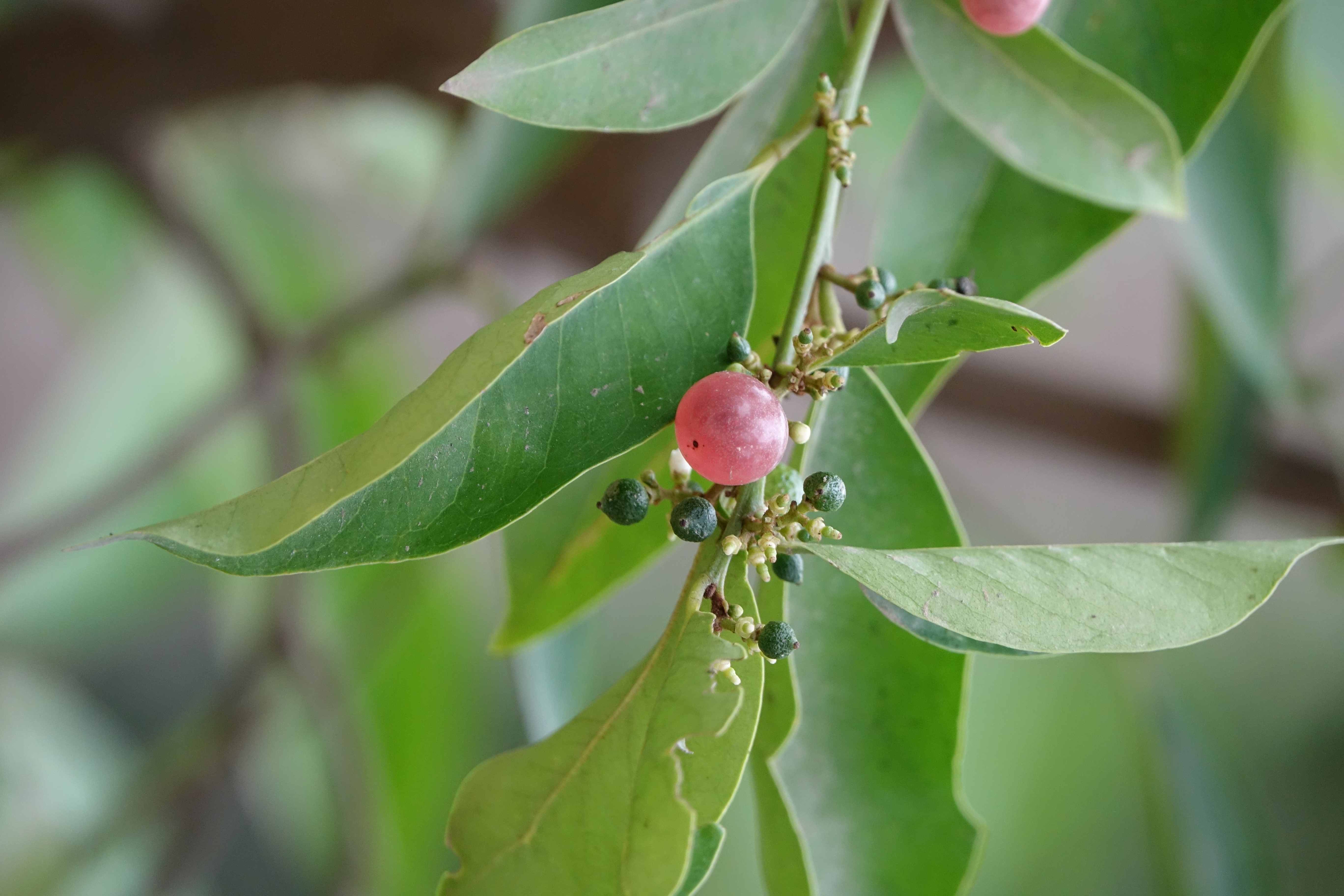 Glycosmis pentaphylla