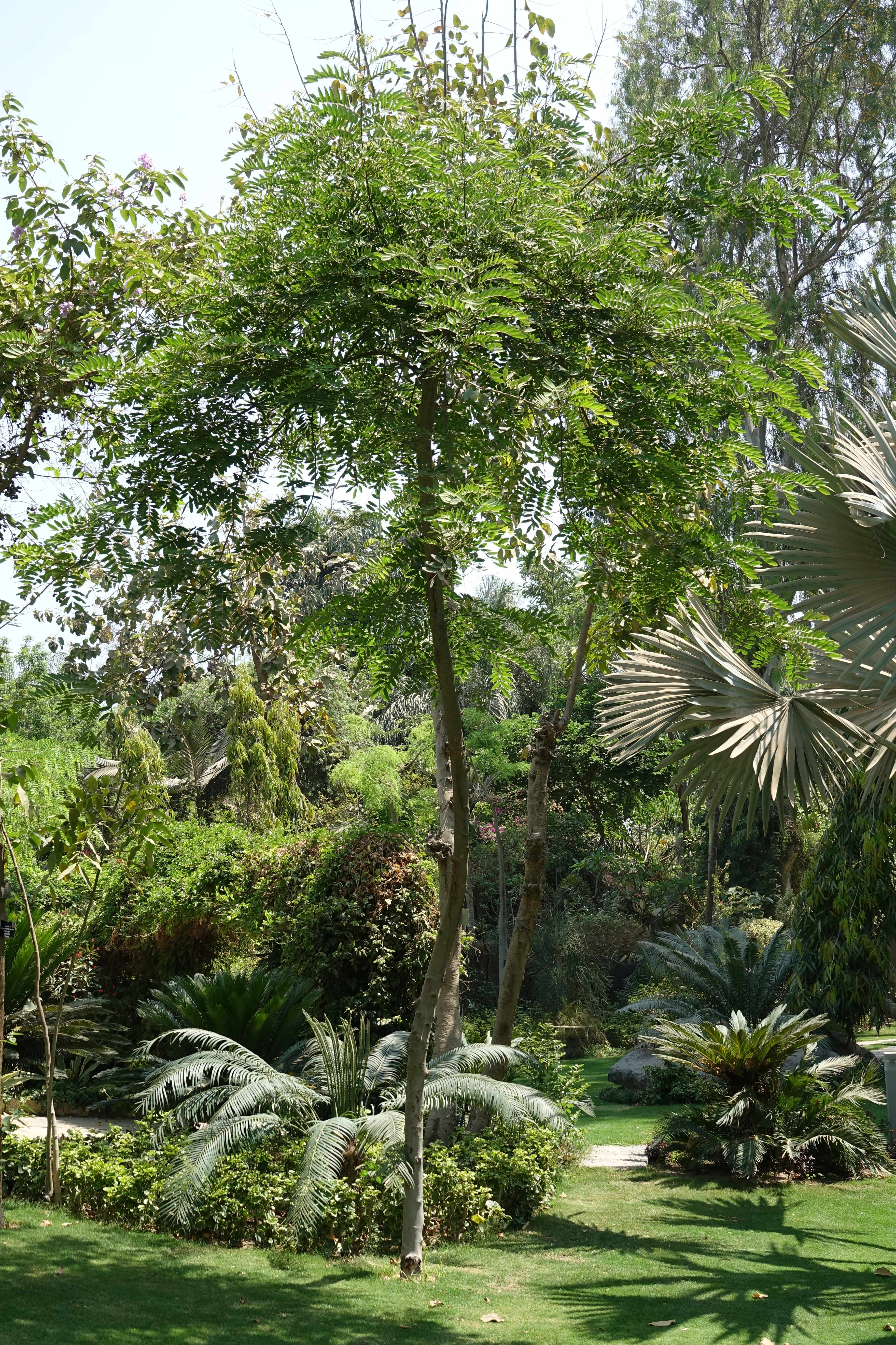 Lagerstroemia loudonii